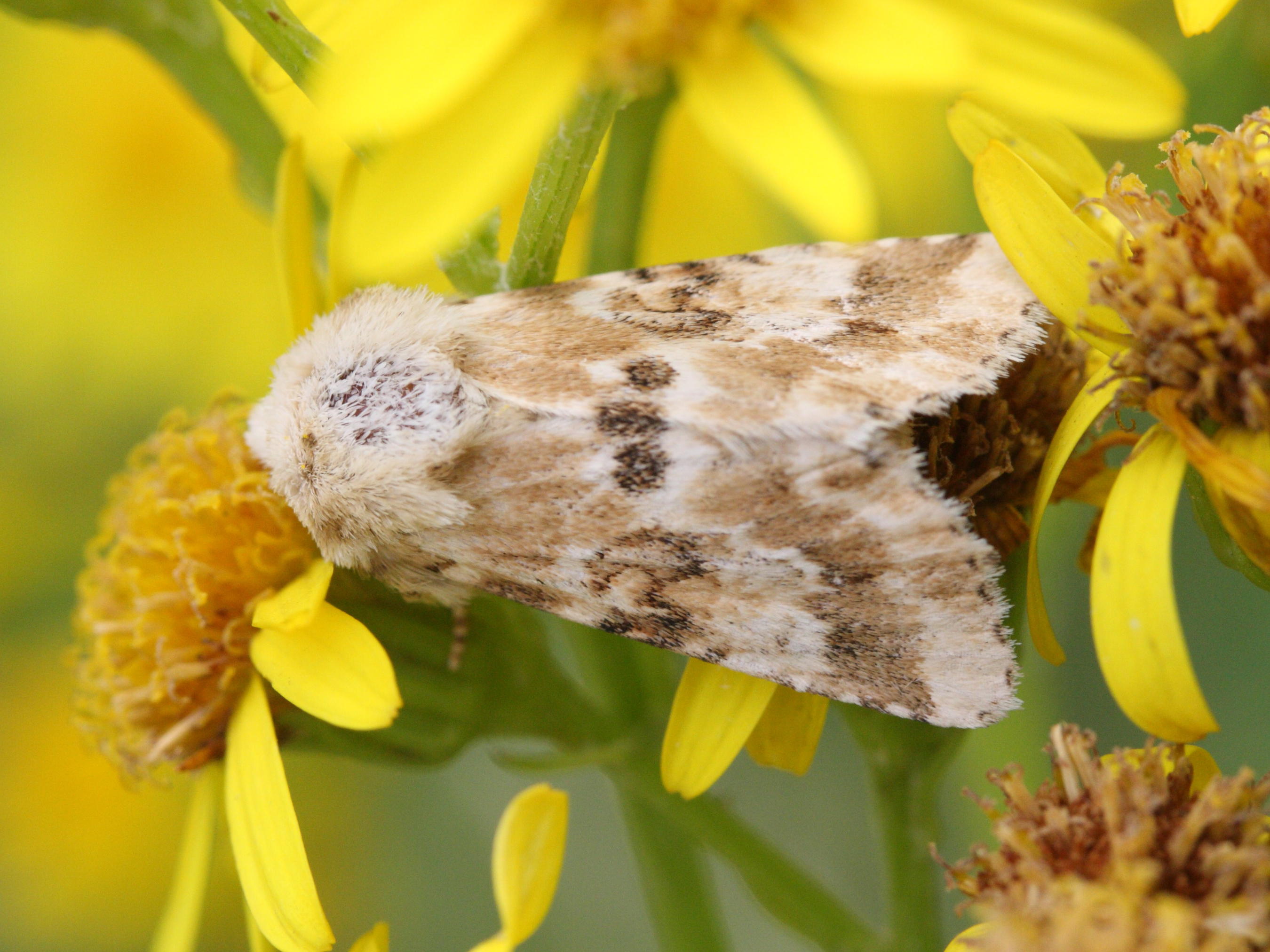 eremobia_ochroleuca2md