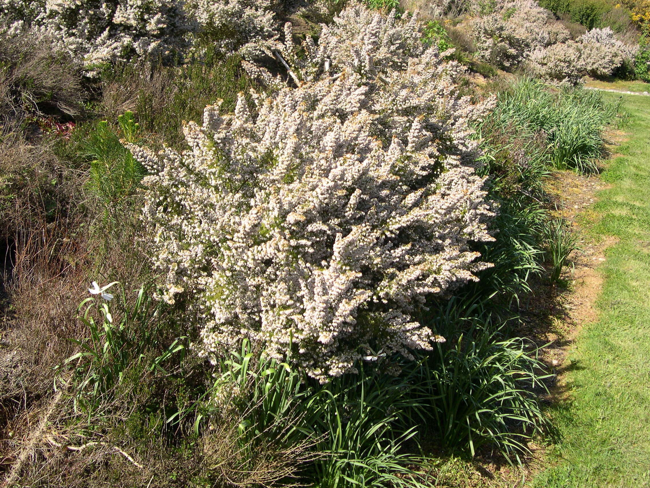 erica_arborea3md