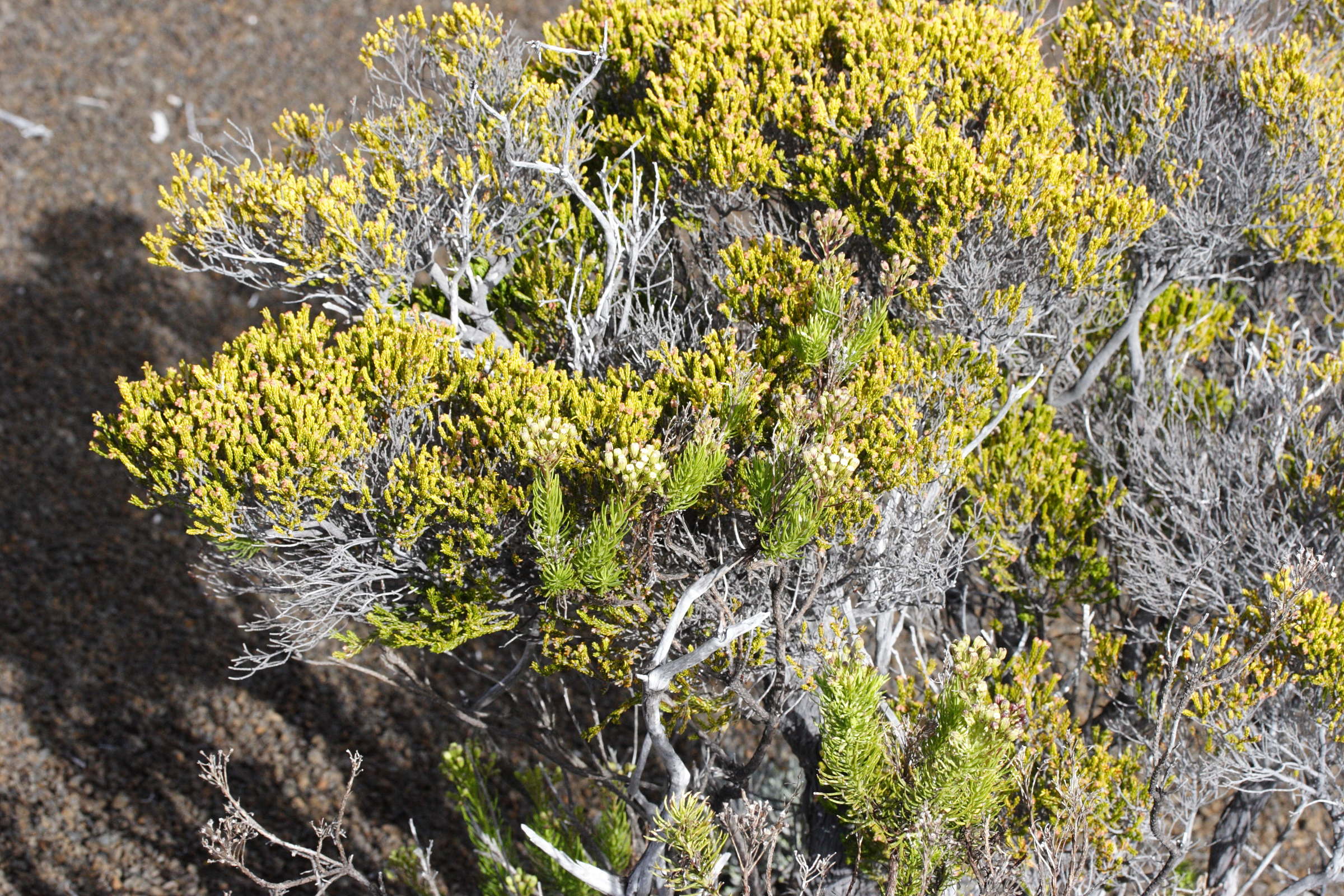 erica_reunionensis4md