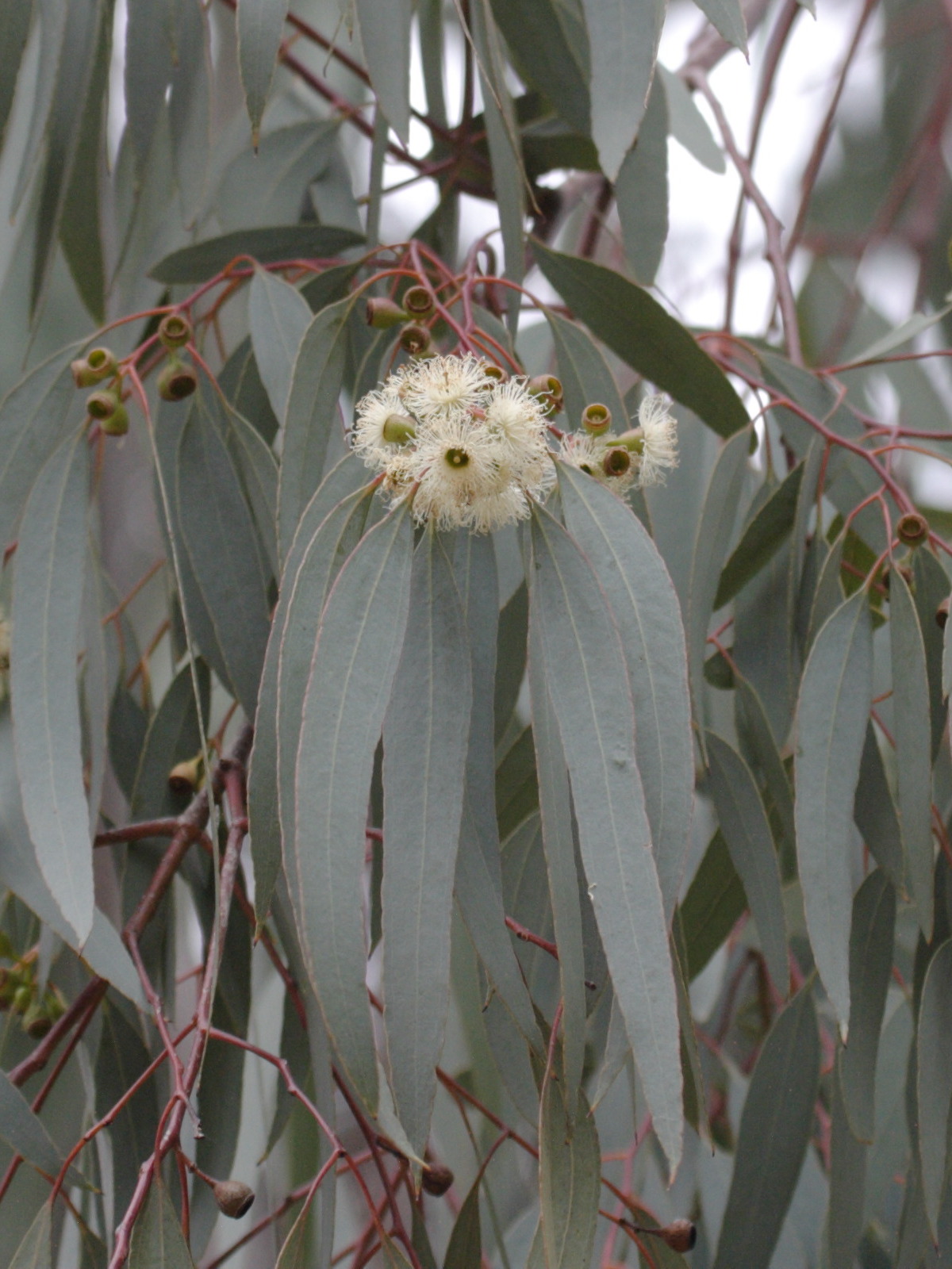 Afficher le média eucalyptus_globulus4bd eucalyptus_globulus4bd