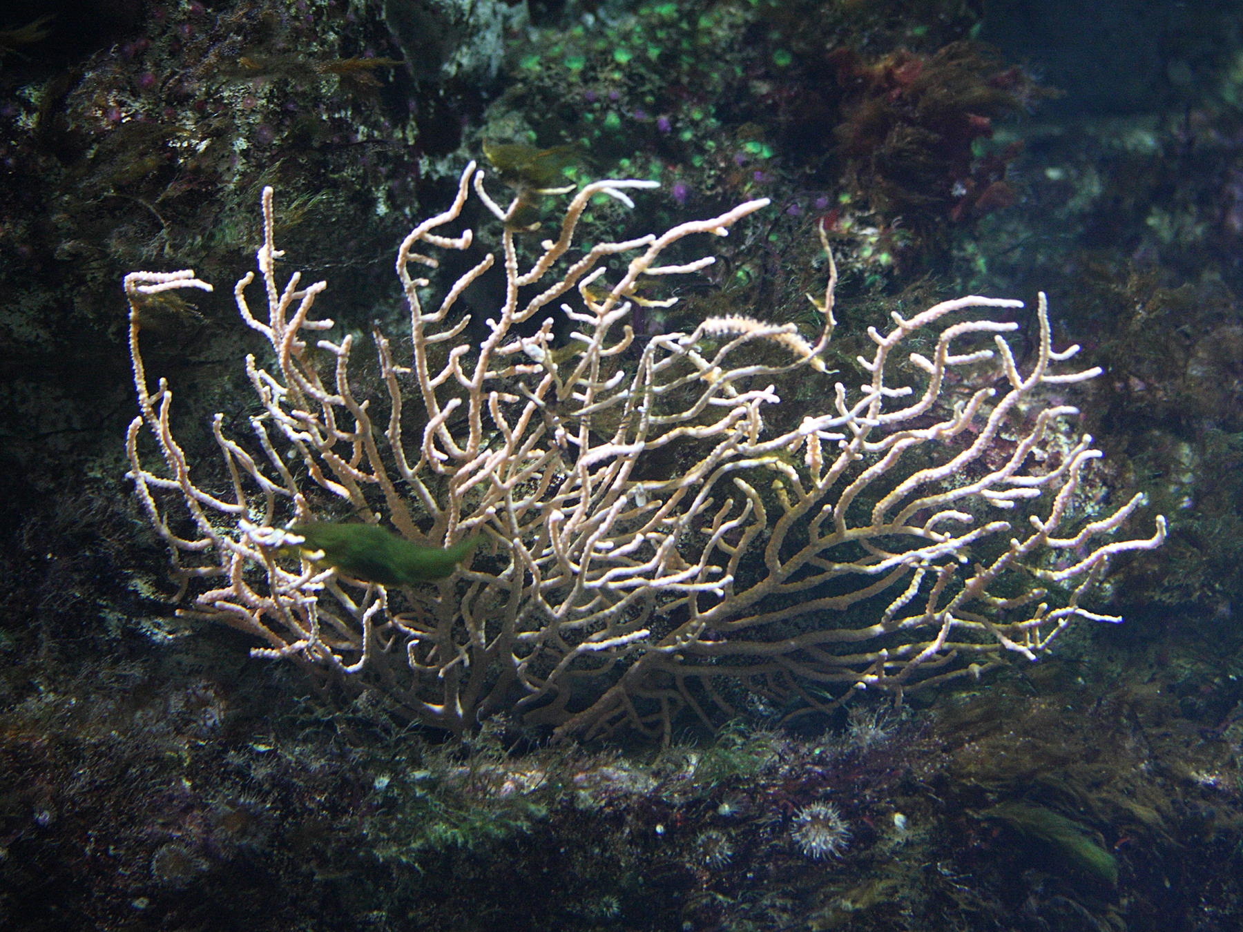 eunicella_verrucosa1md