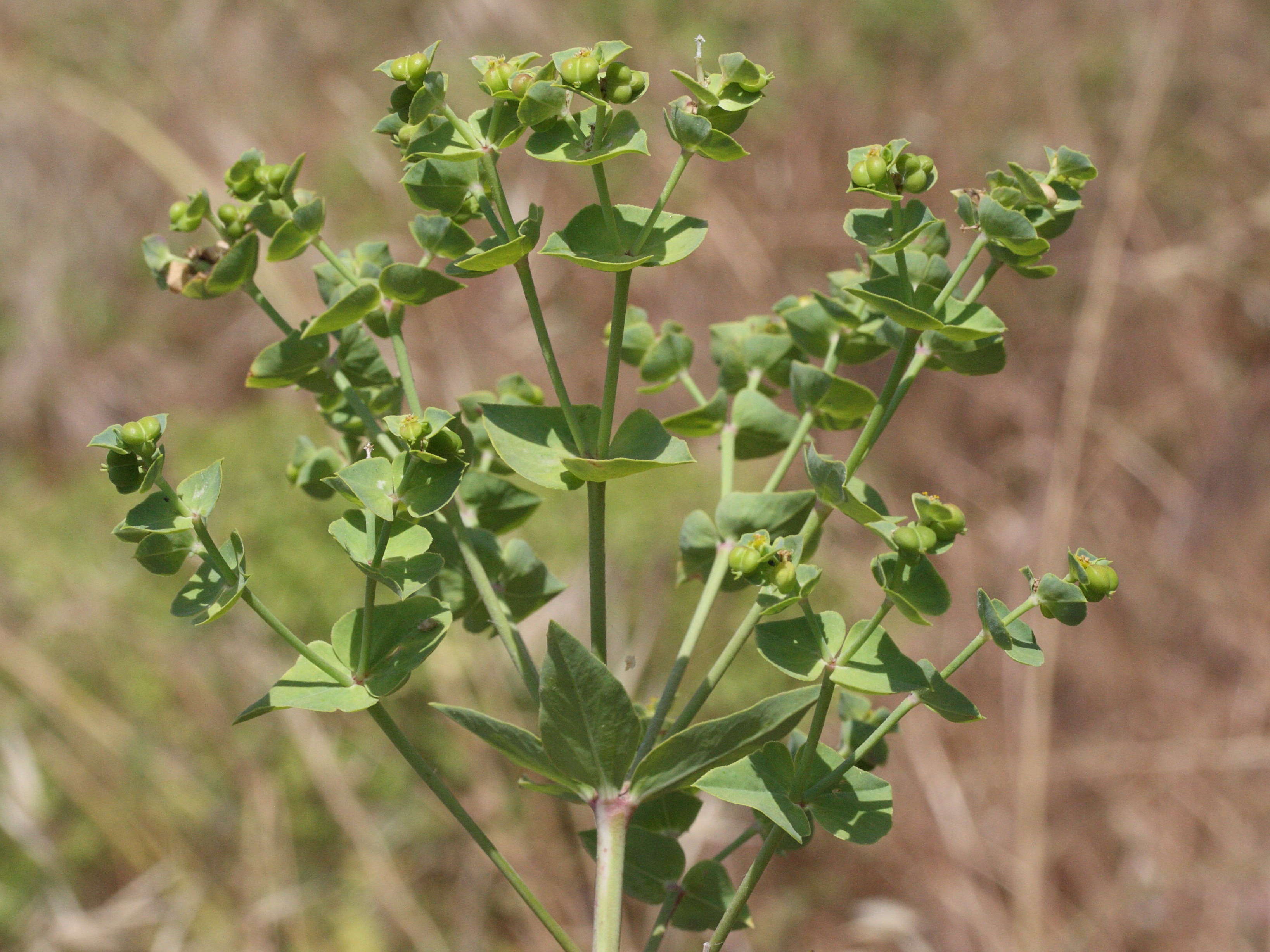 euphorbia_terracina2md