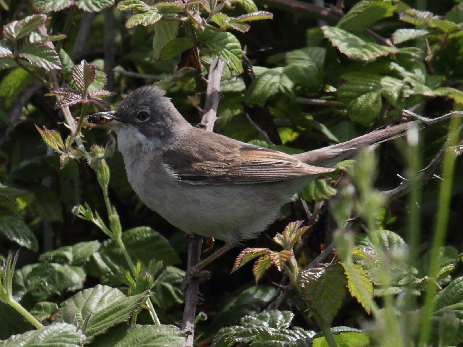 fauvette_grisette_-_sylvia_communis6bd