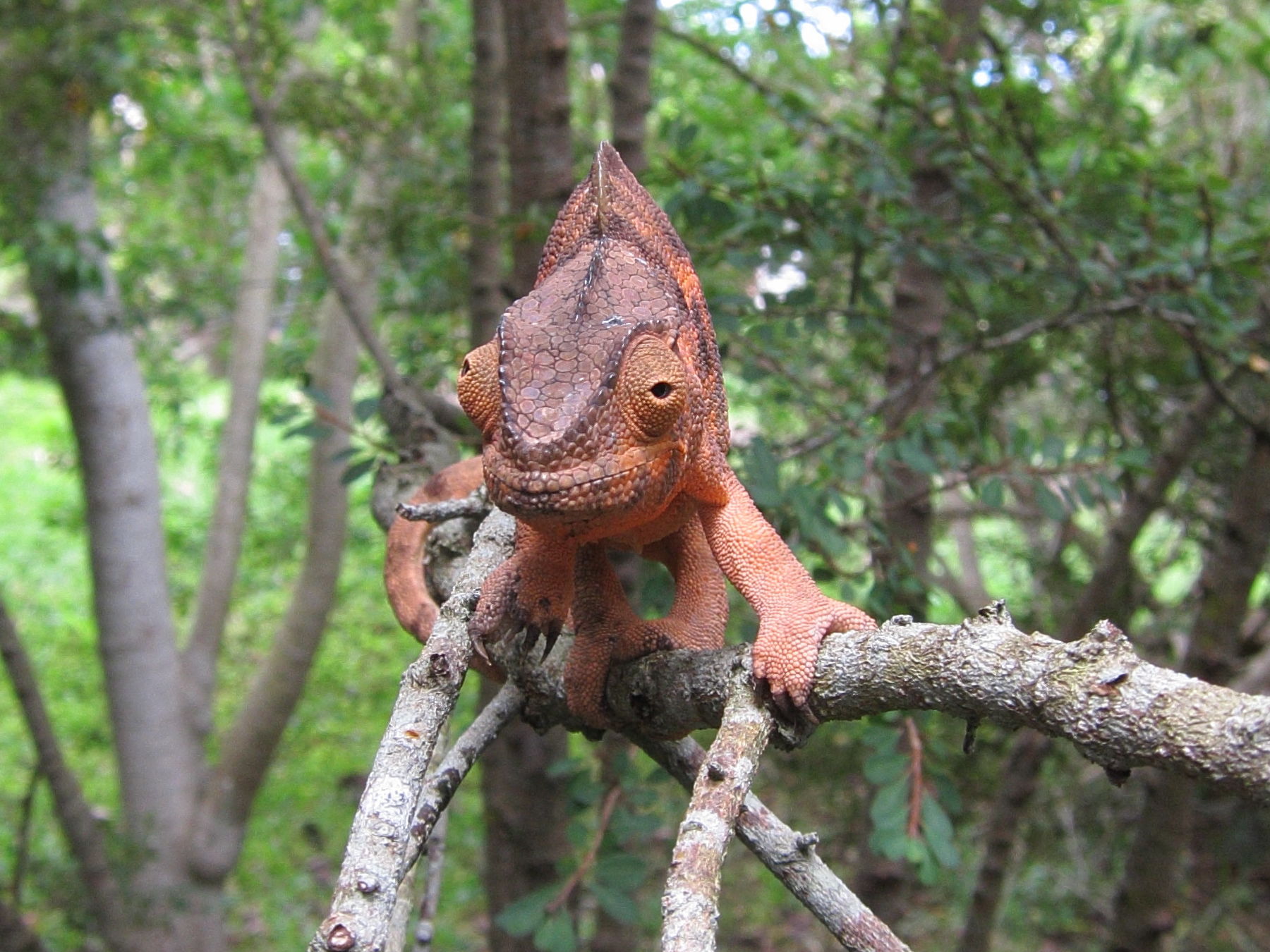 furcifer_pardalis5bd