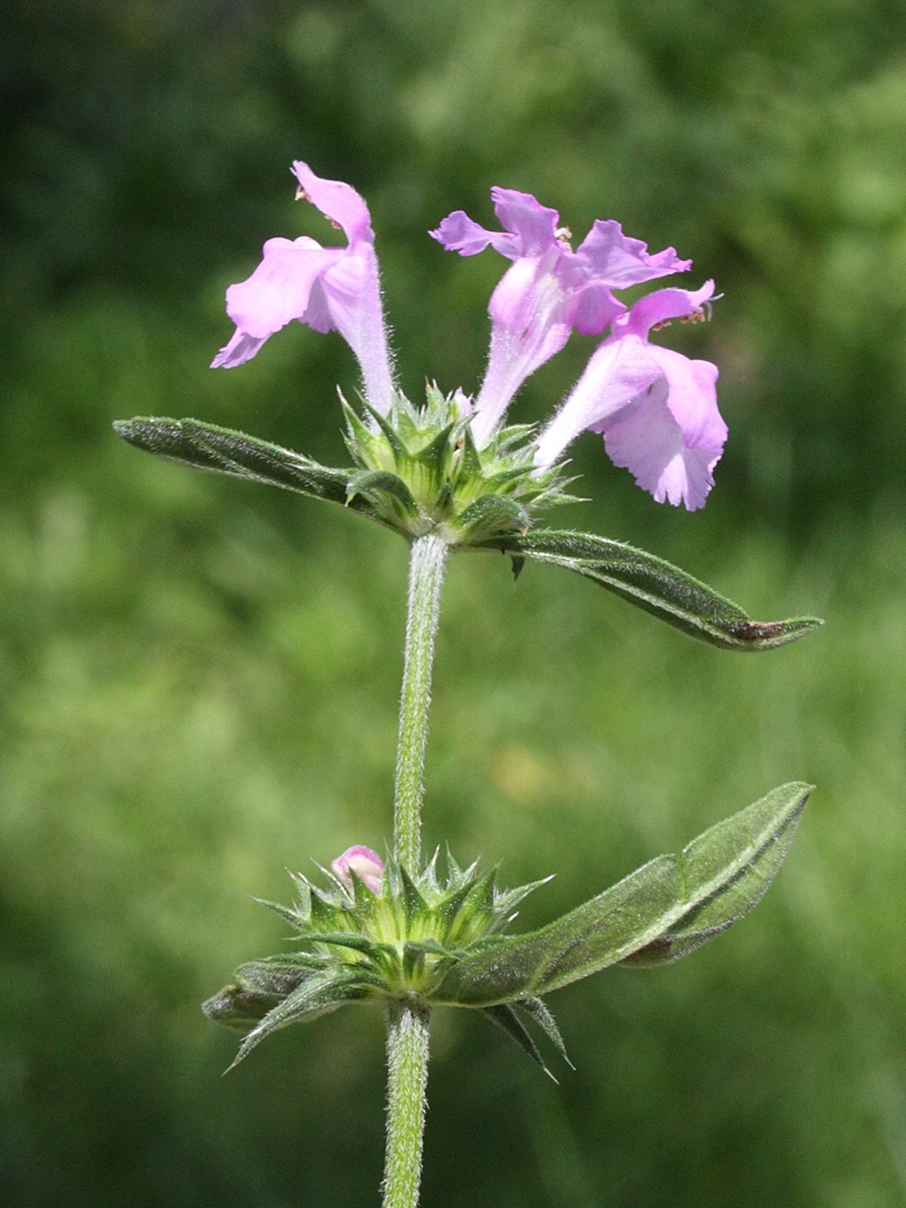 galeopsis_ladanum2md