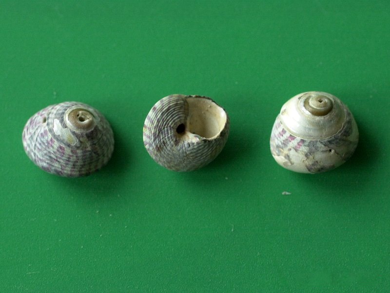 gibbula_umbilicalis1md