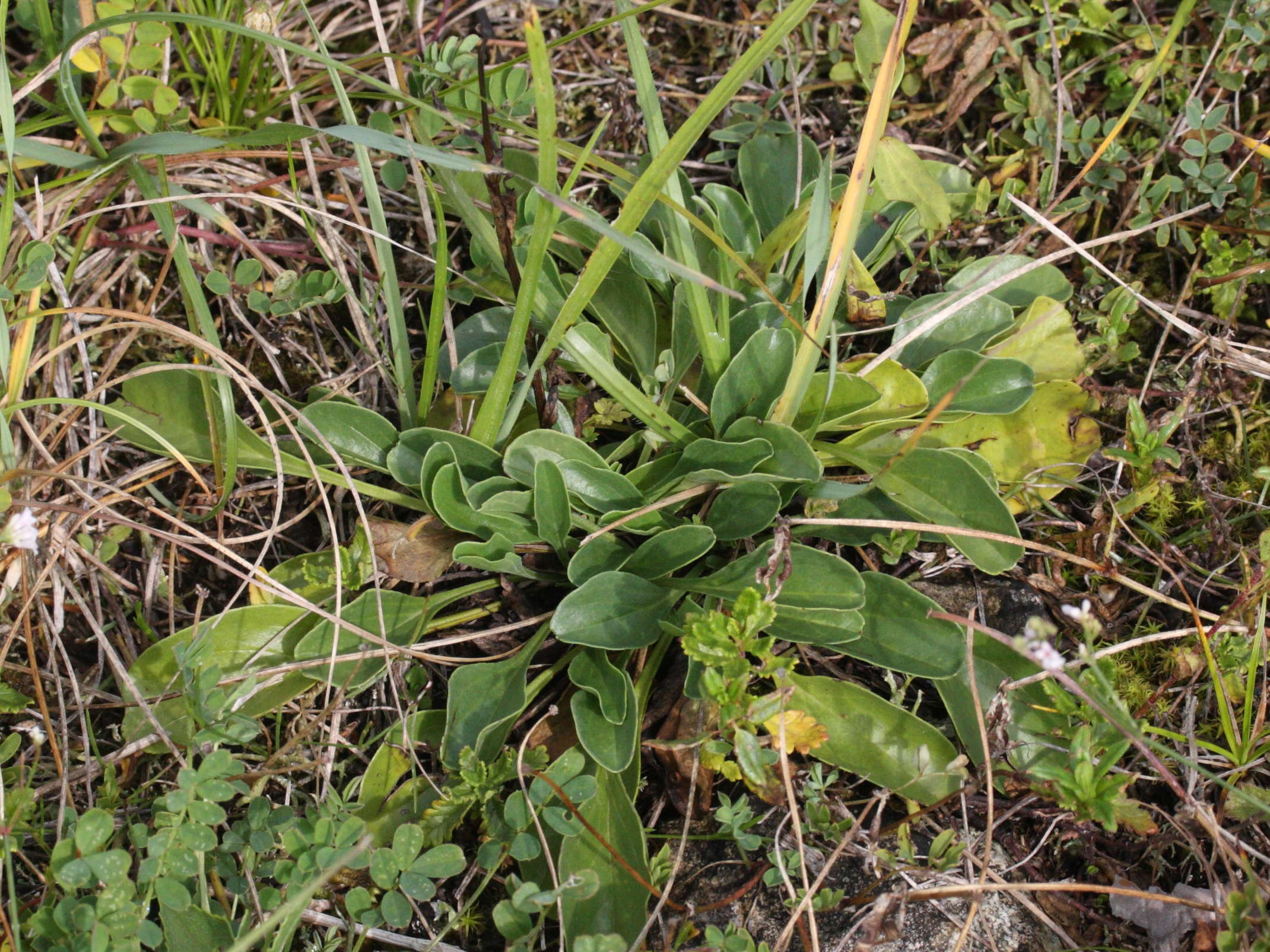 Afficher le média globularia_bisnagarica1md globularia_bisnagarica1md