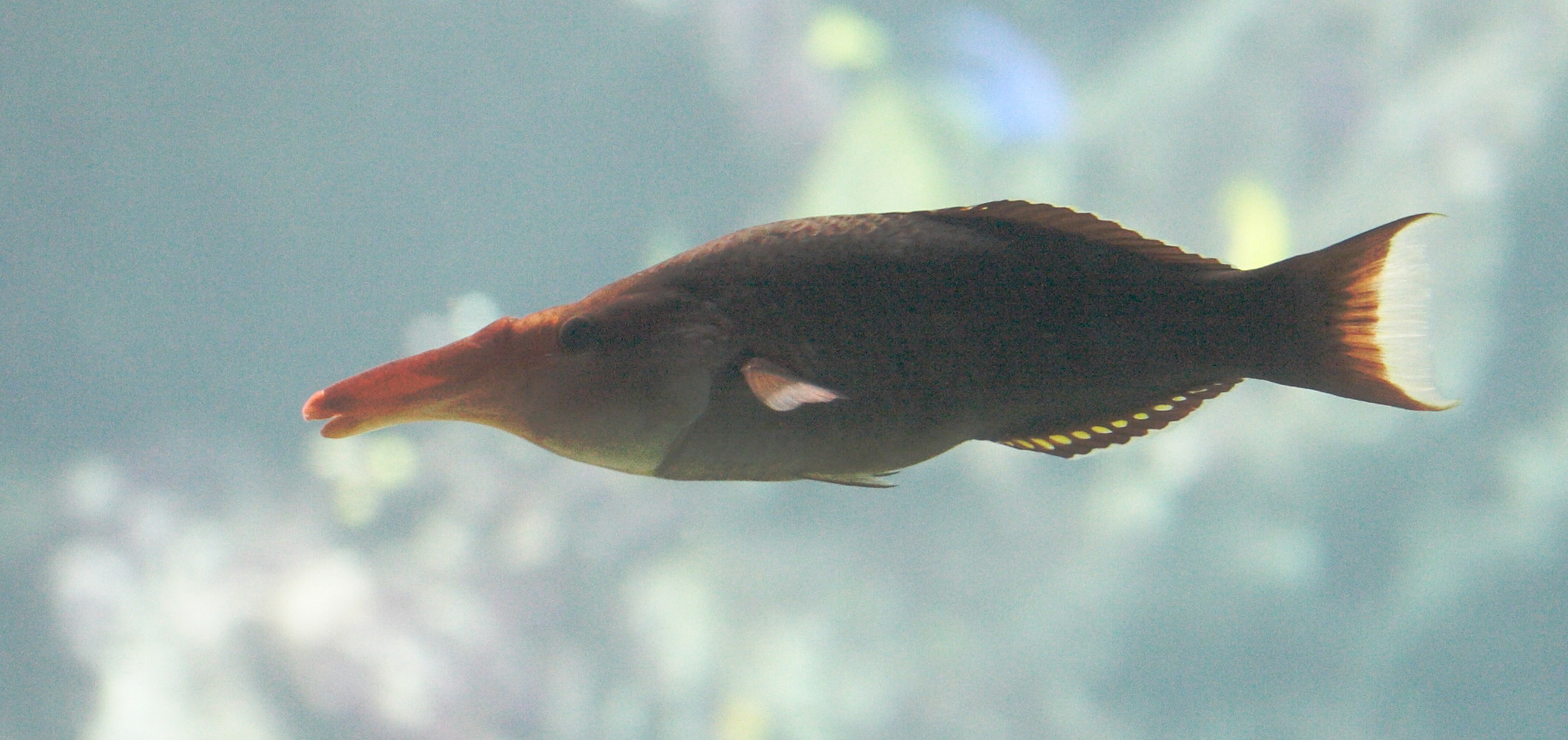 gomphosus_caeruleus2md