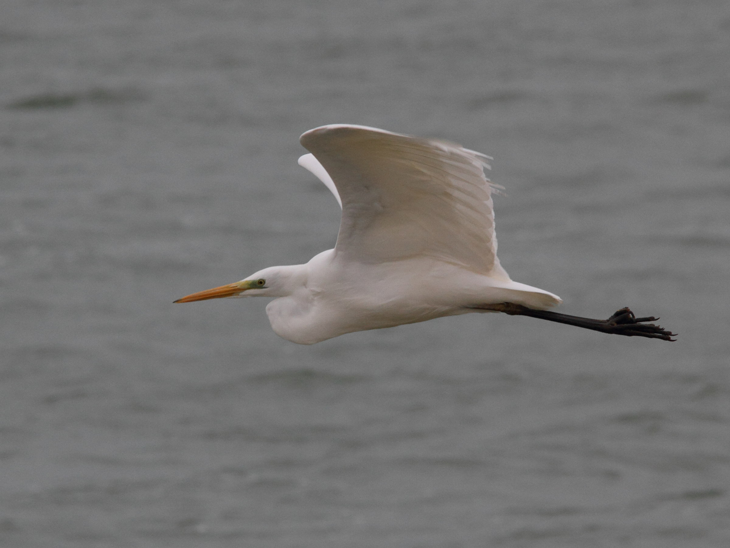 grande_aigrette_-_ardea_alba5md
