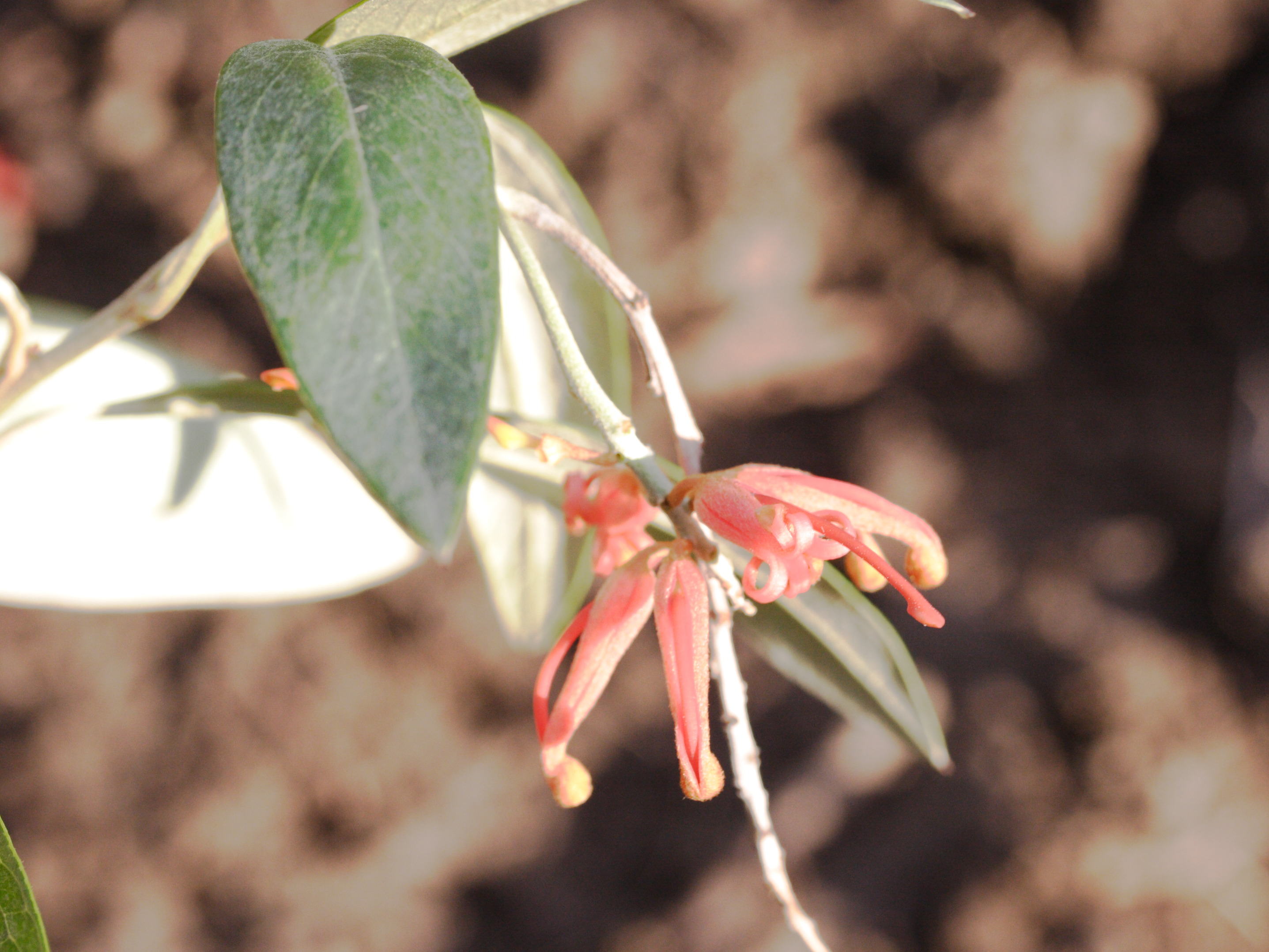 Afficher le média grevillea_victoriae1md grevillea_victoriae1md