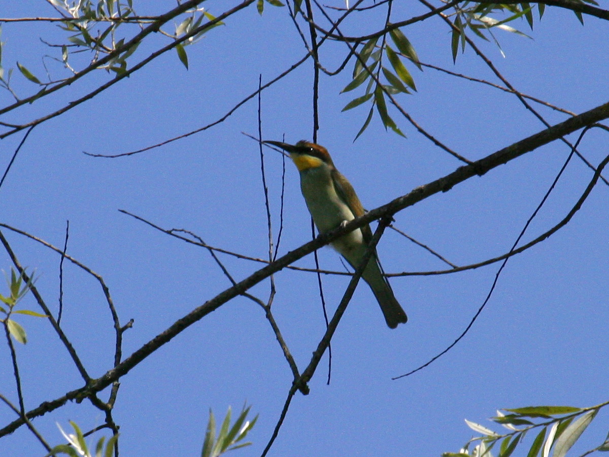 guepier_d-europe_-_merops_apiaster3bd