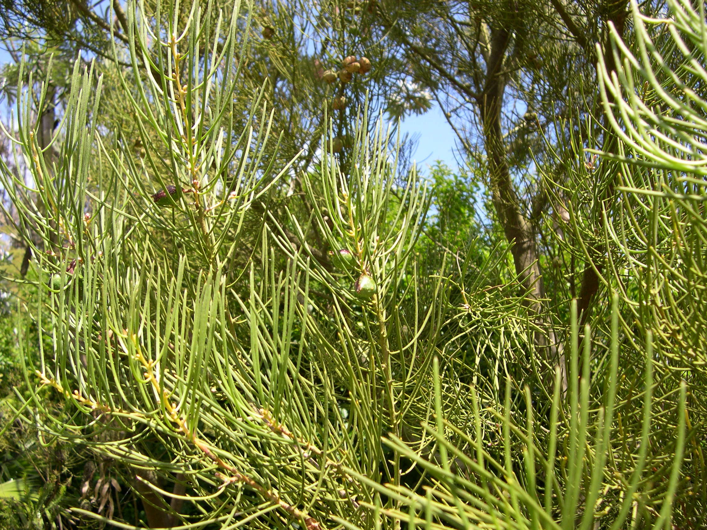 hakea_suaveolens2md