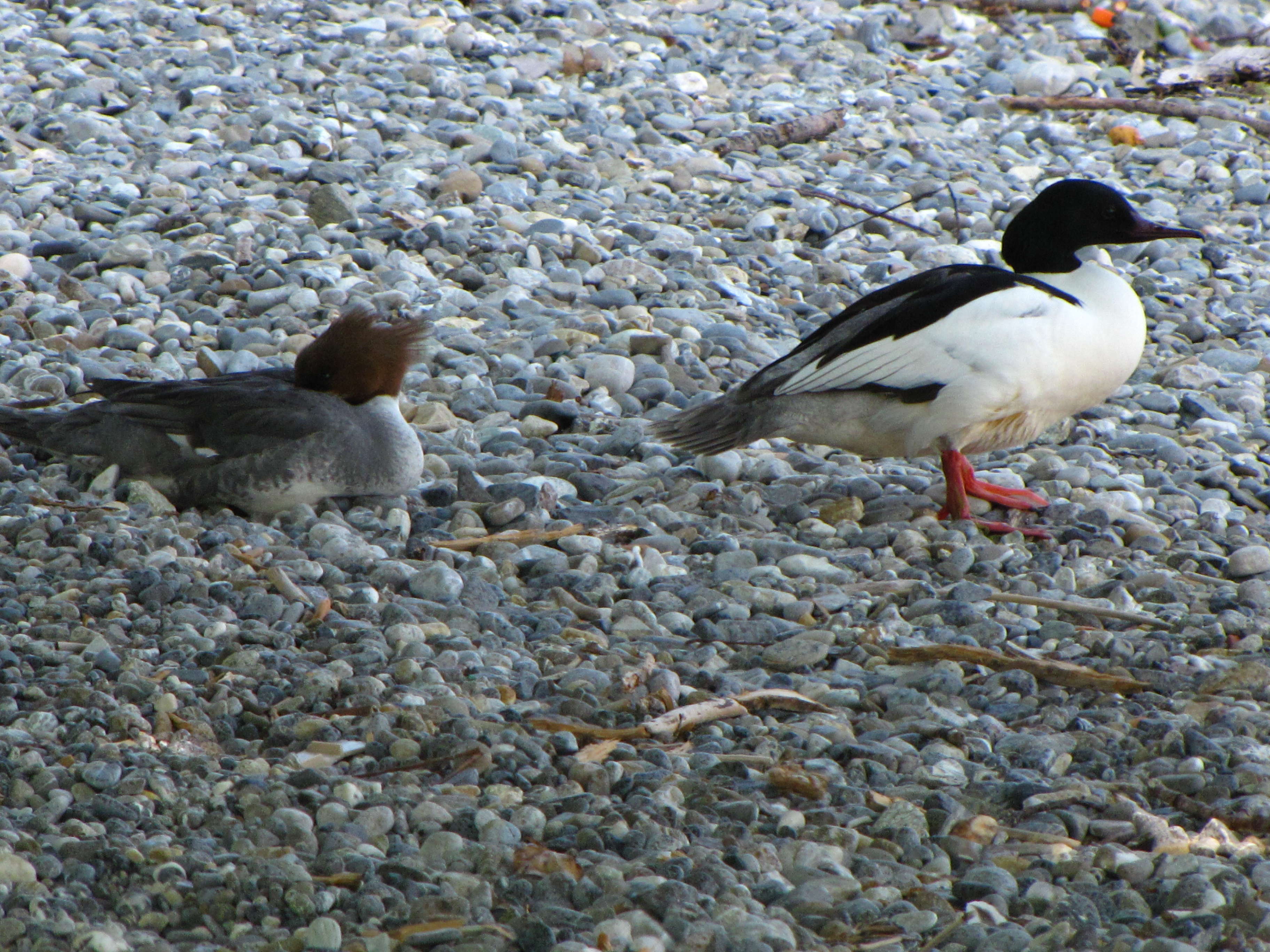 harle_huppe_-_mergus_serrator4fc