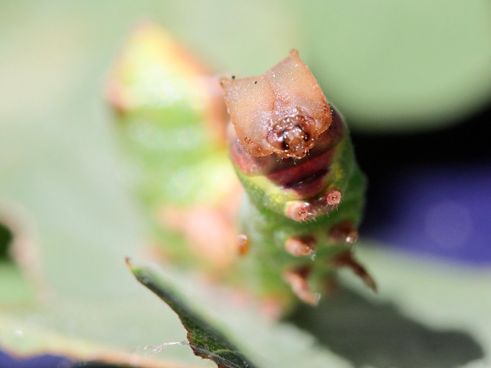 harpyia_milhauseri_ch2md