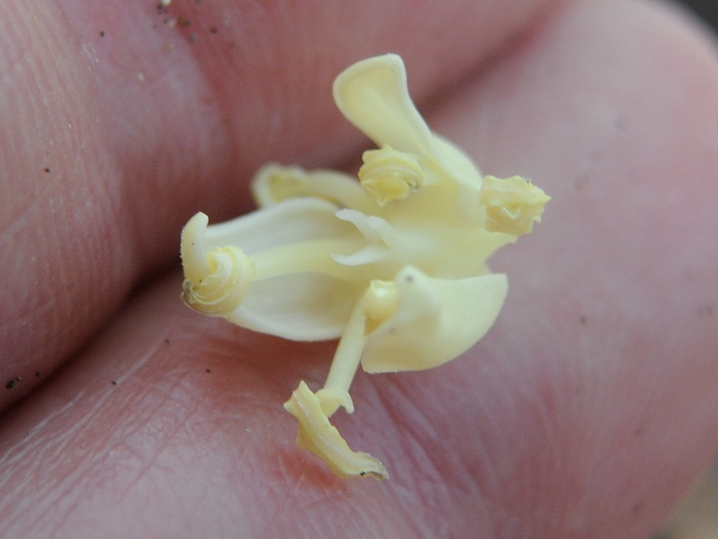 hernandia_nymphaeifolia4md