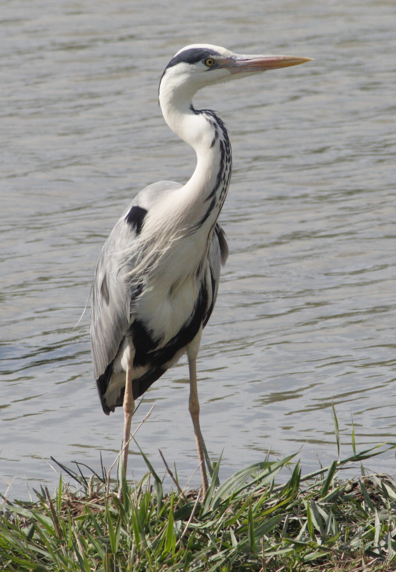 heron_cendre_-_ardea_cinerea2bd