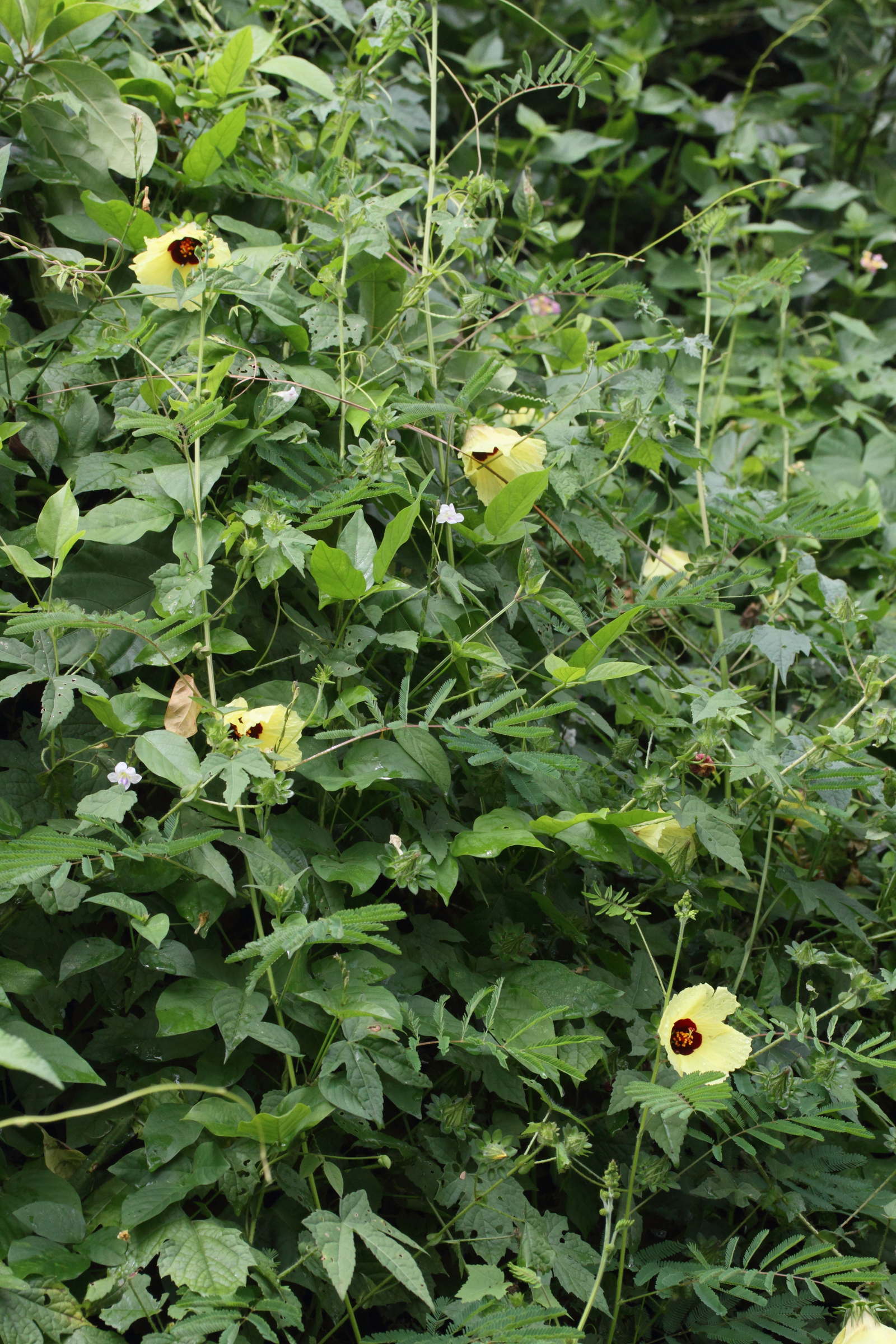 hibiscus_surattensis5md