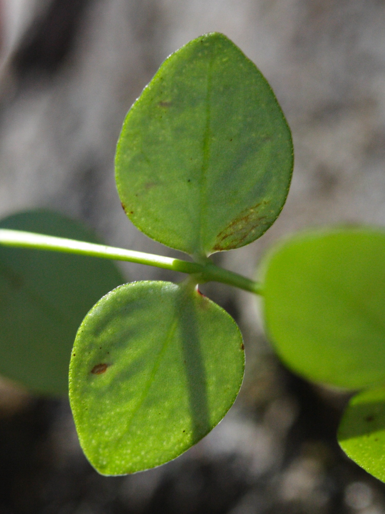 hypericum_nummularium3md