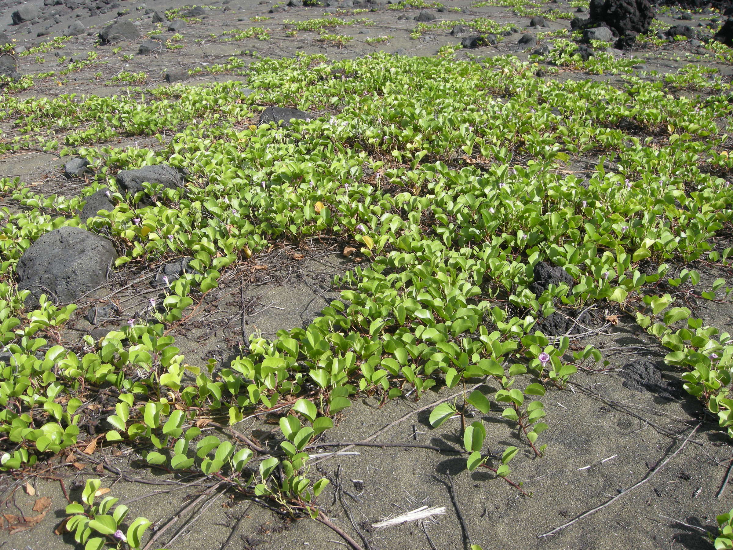 Afficher le média ipomoea_pes-caprae1md ipomoea_pes-caprae1md