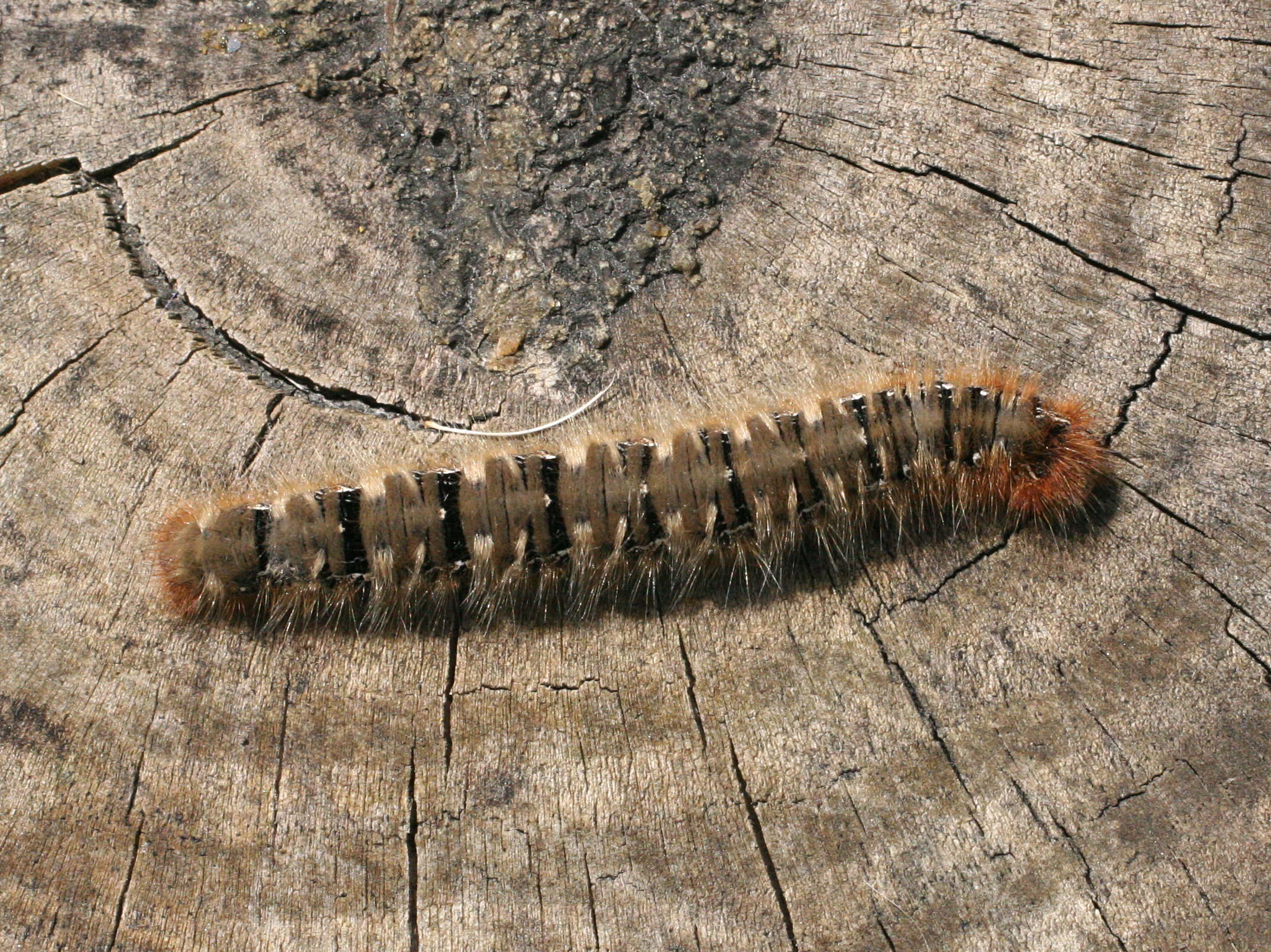 lasiocampa_quercus_ch2md