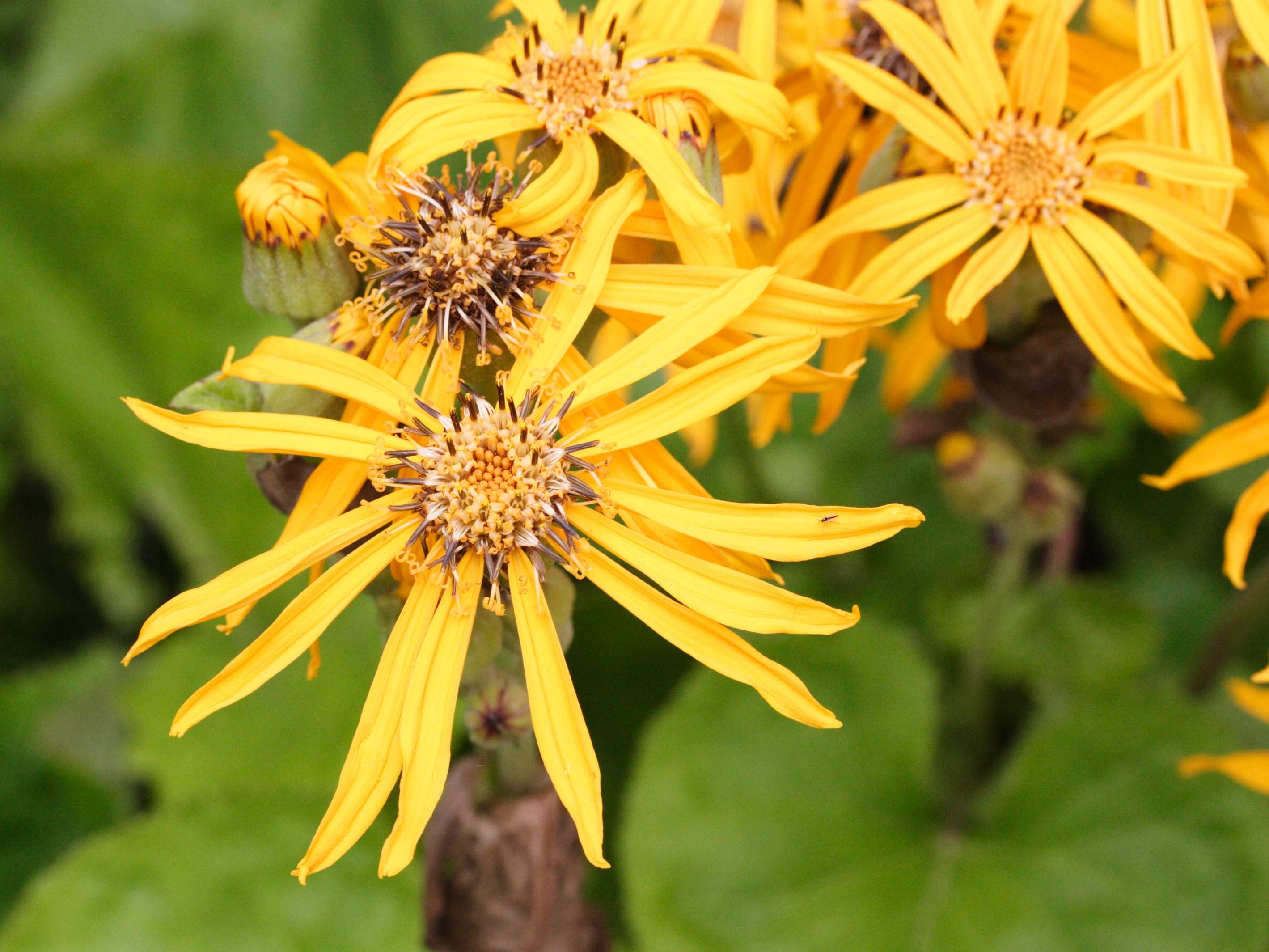 ligularia_dentata2md