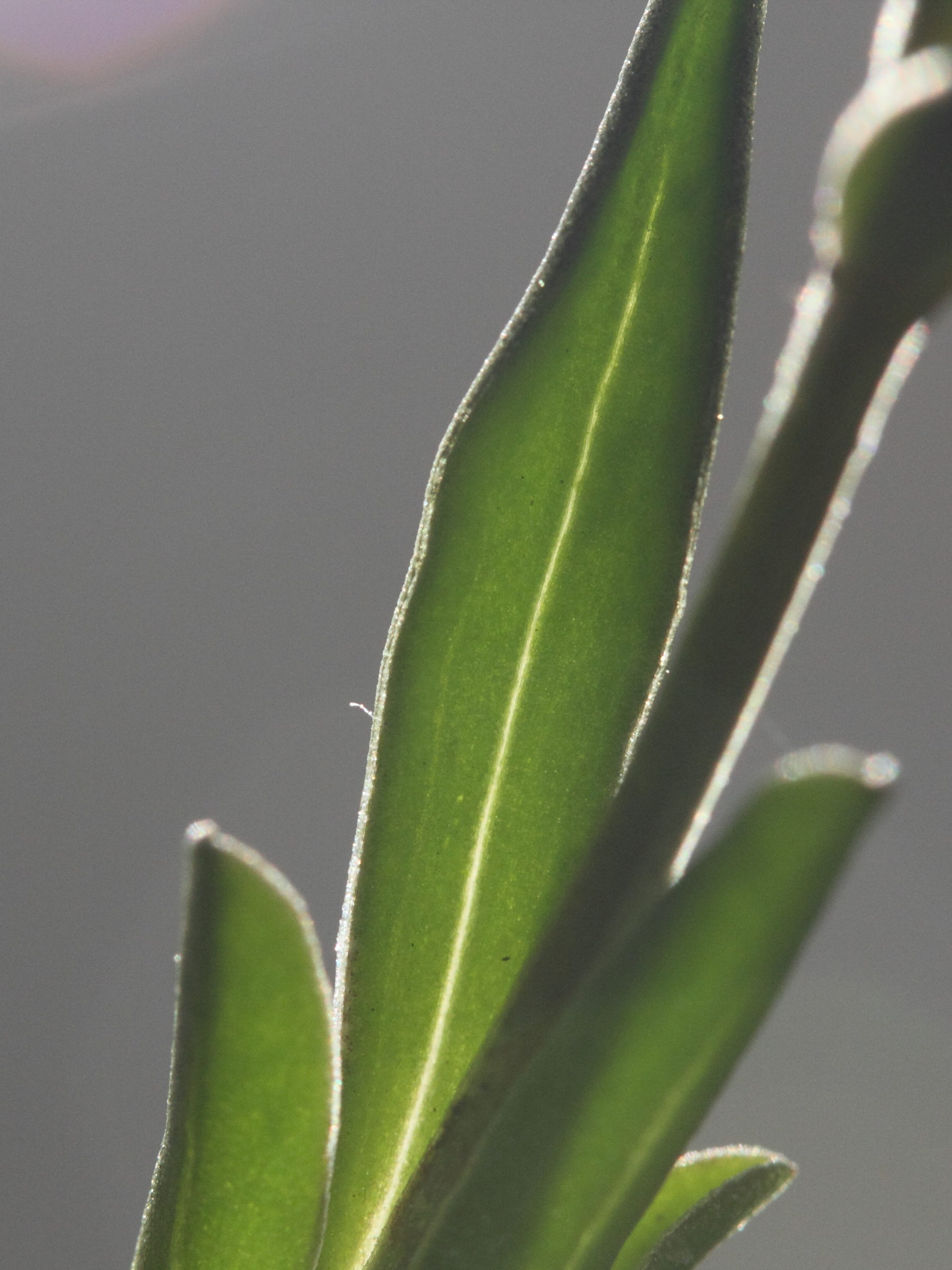 linum_campanulatum5md