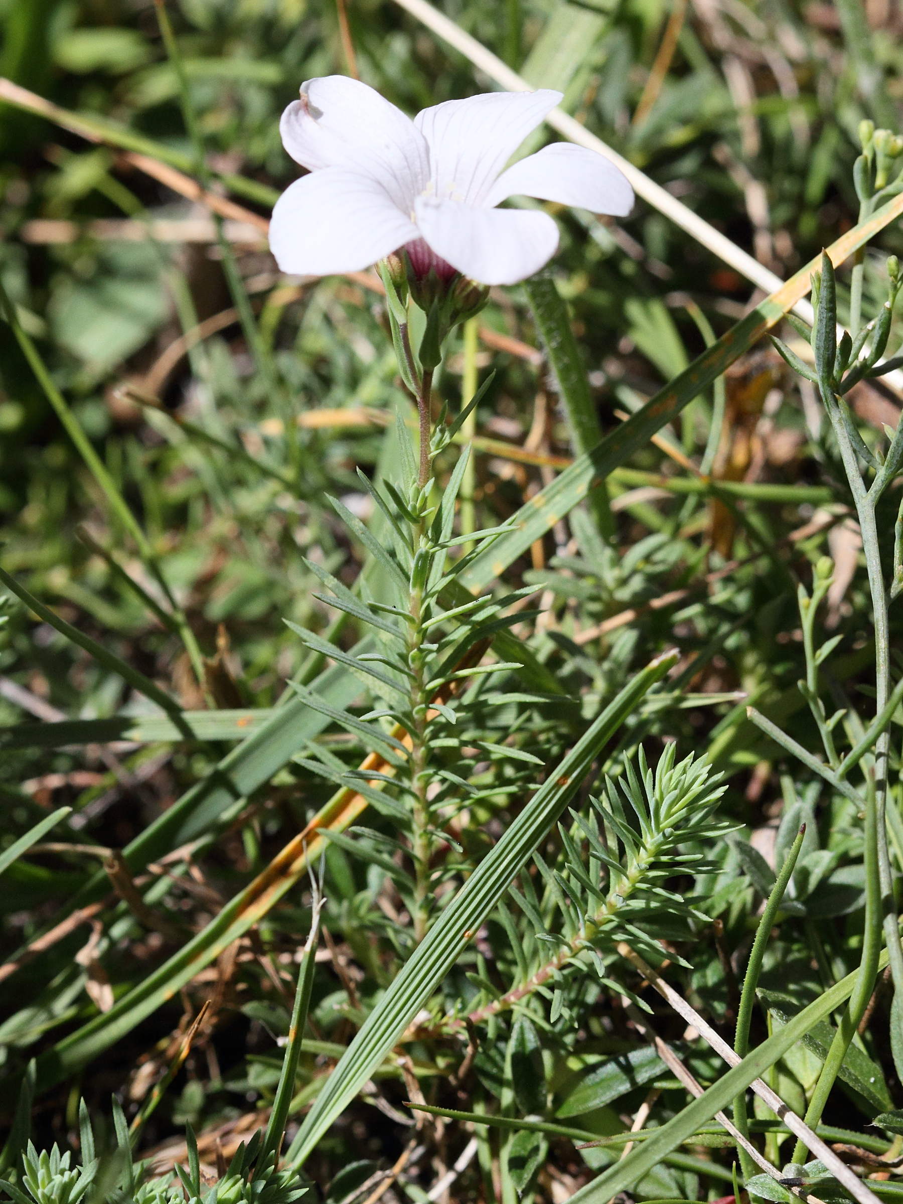 Afficher le média linum_suffruticosum_appressum1md linum_suffruticosum_appressum1md