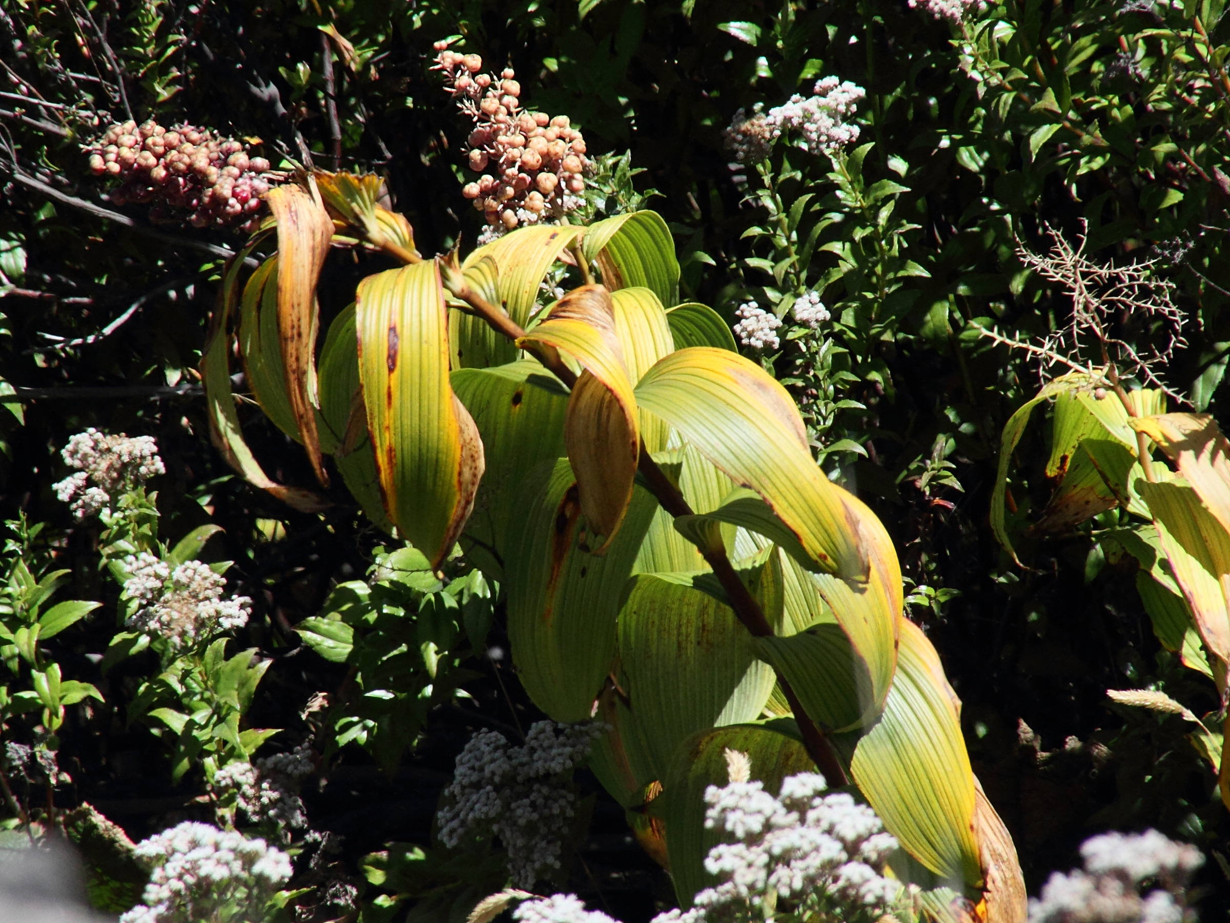 maianthemum_gigas1md