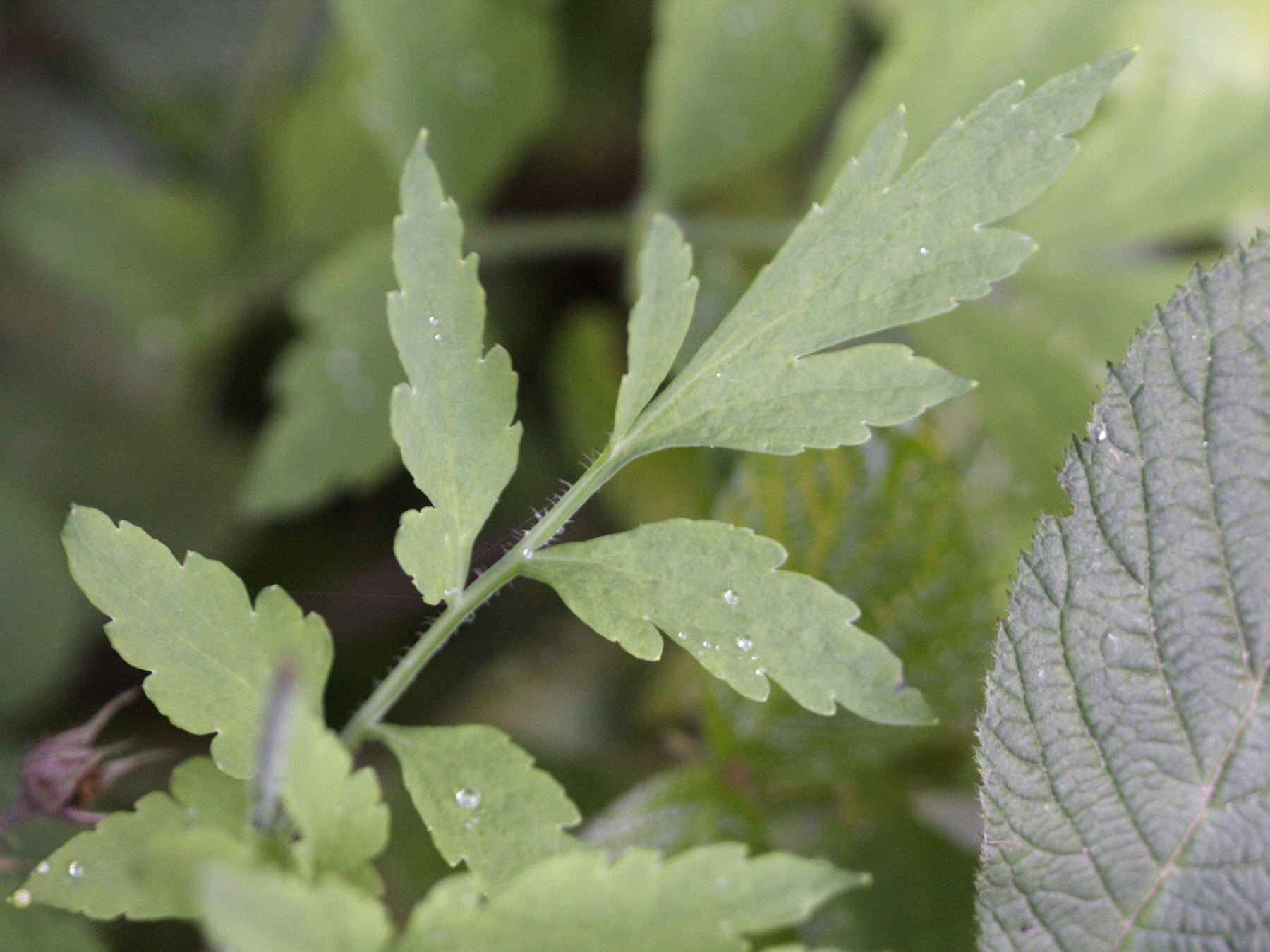 meconopsis_cambrica4bd