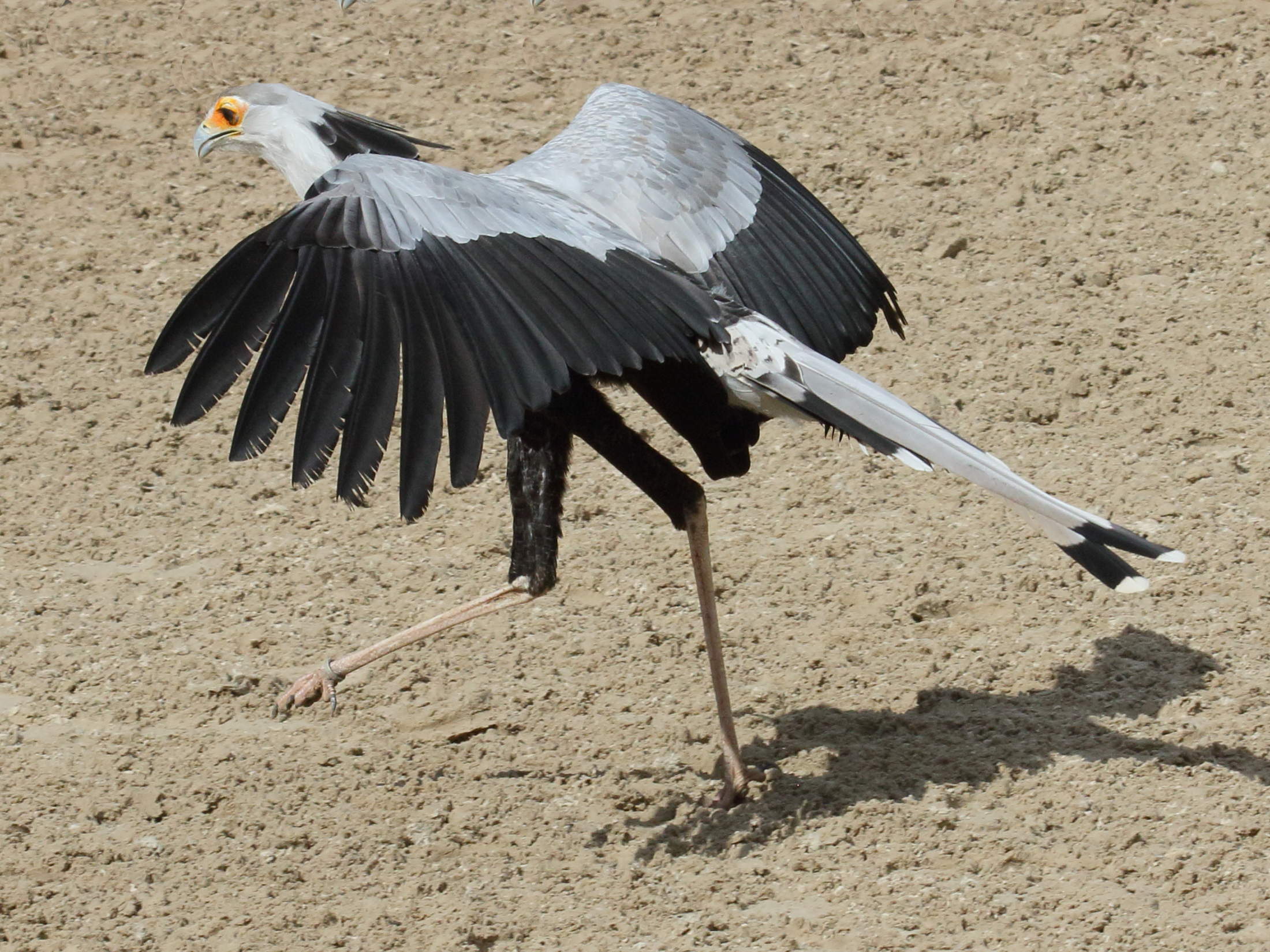 Afficher le média messager_sagittaire_-_sagittarius_serpentariusbd messager_sagittaire_-_sagittarius_serpentariusbd