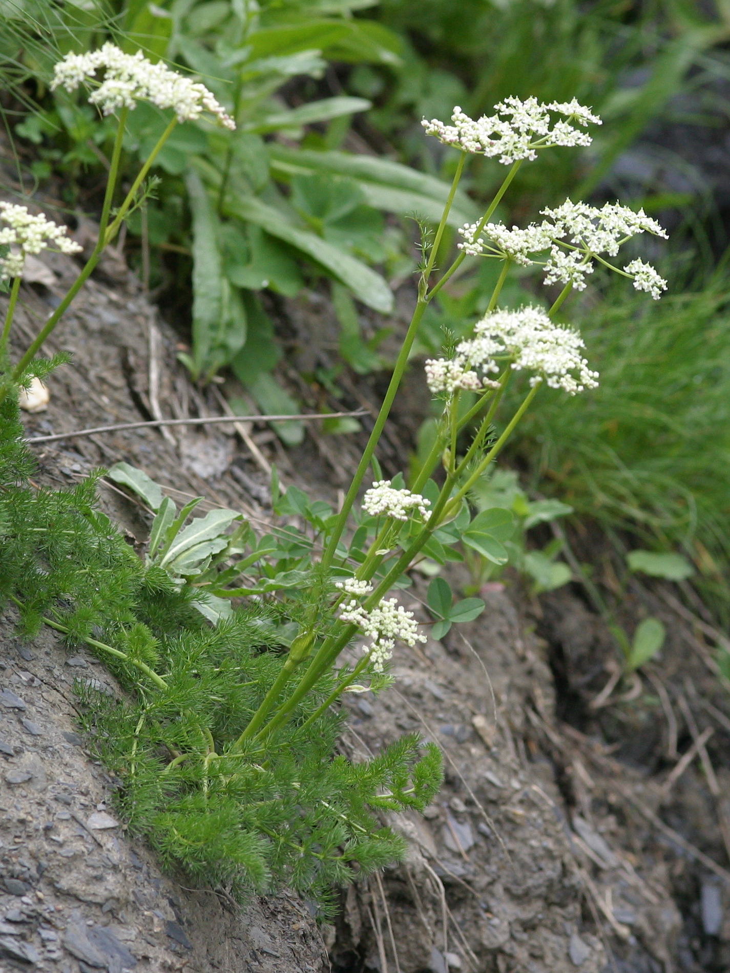 Afficher le média meum_athamanticum1bbd meum_athamanticum1bbd