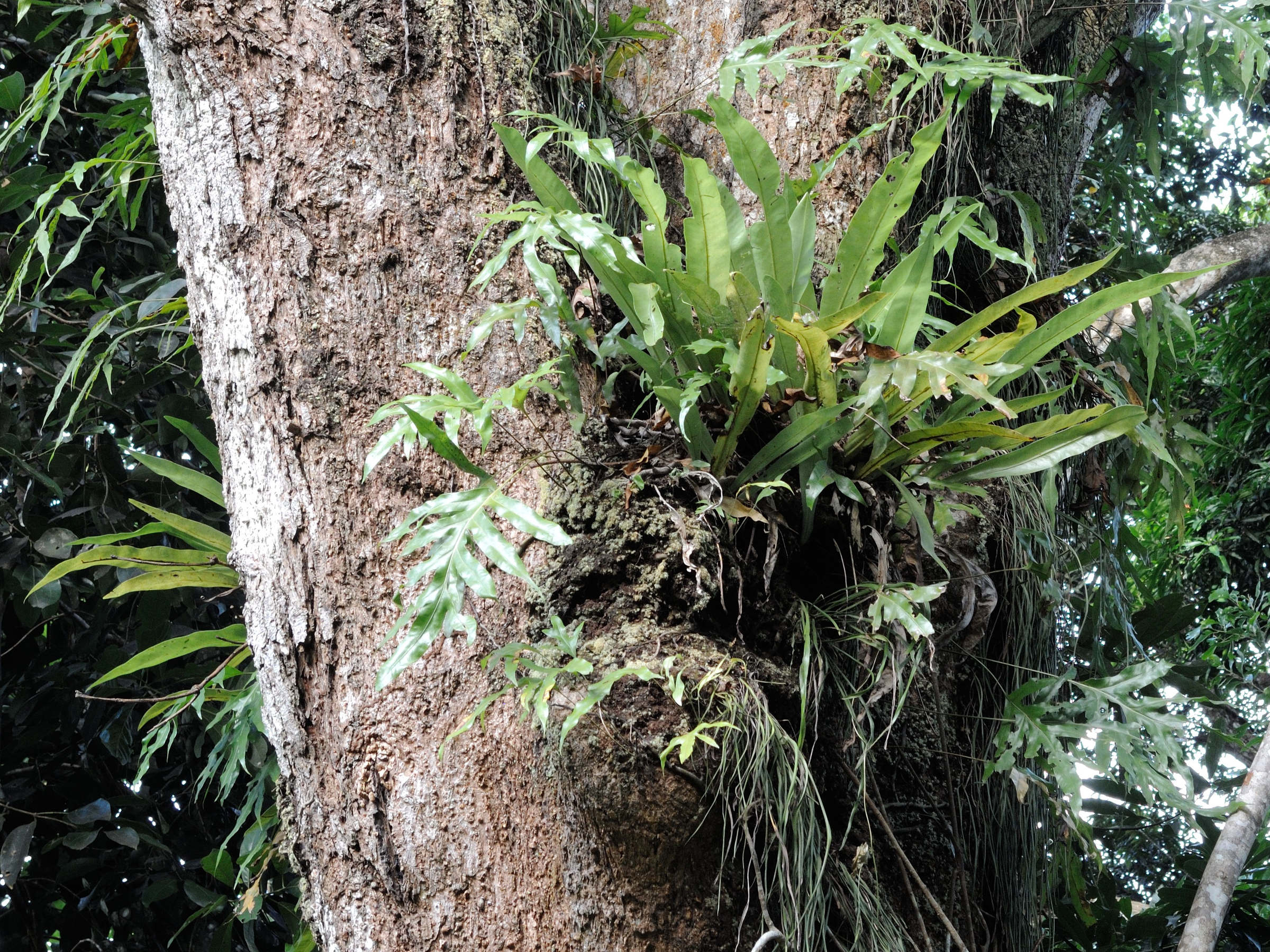 microsorum_punctatum3md