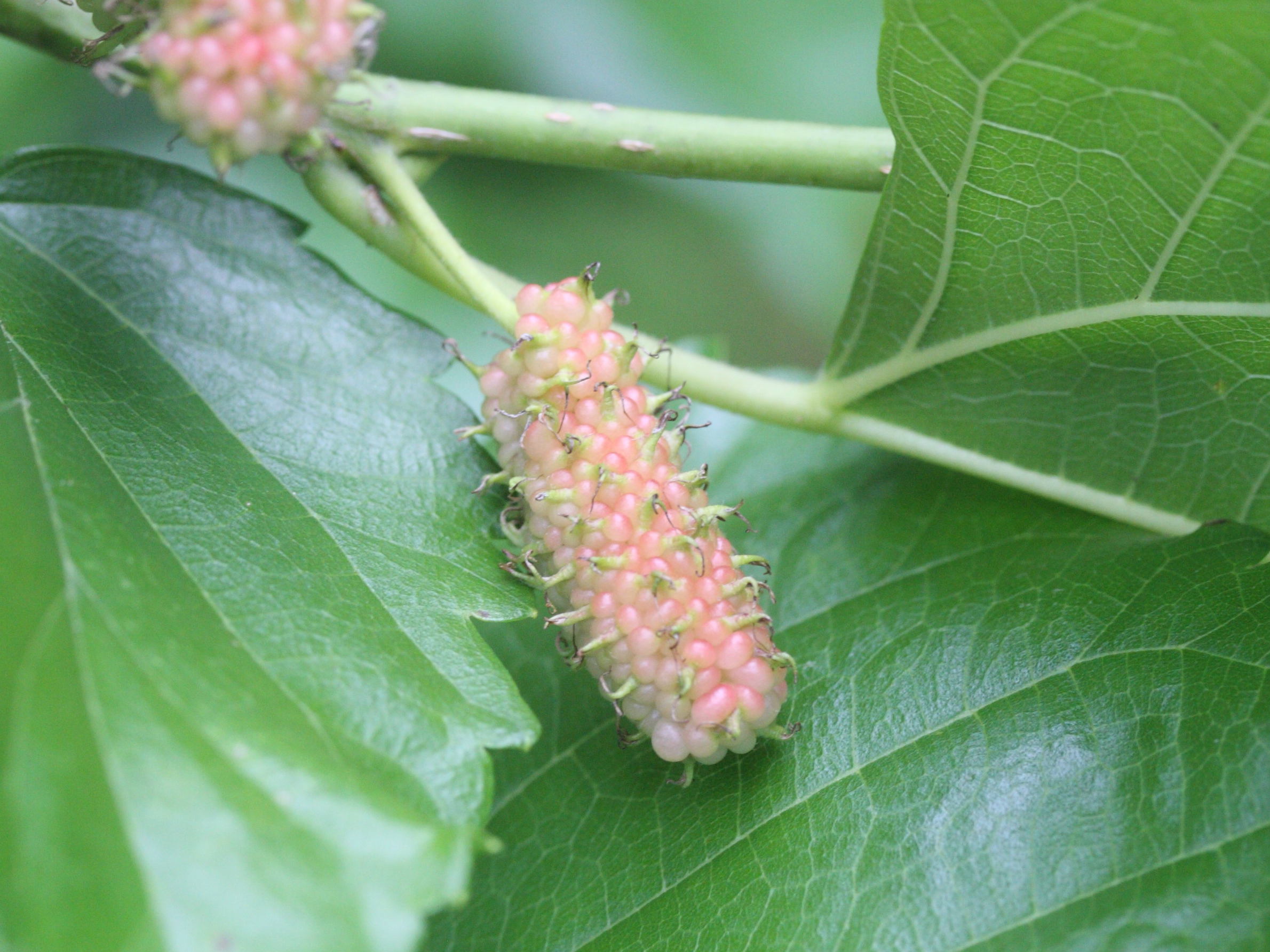 morus_alba_indica1md