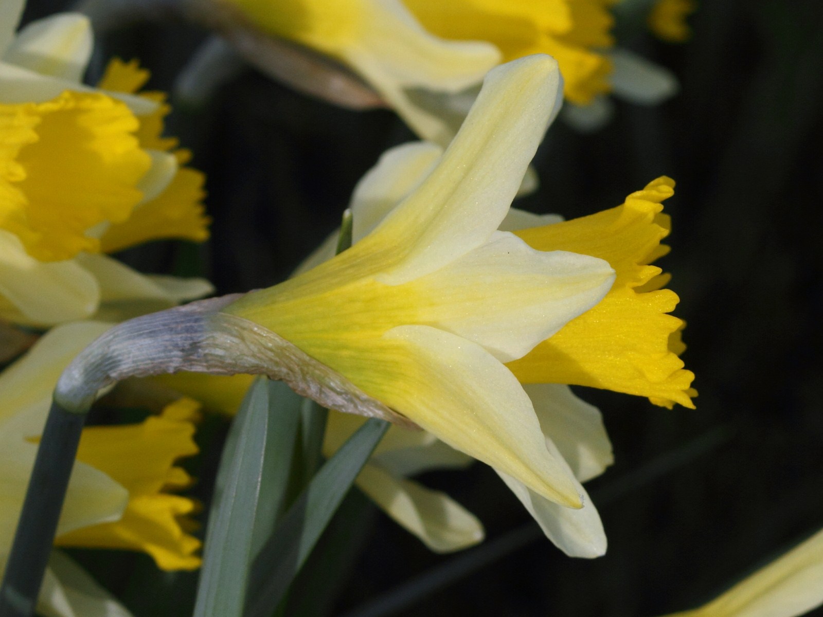 narcissus_pseudonarcissus3bd