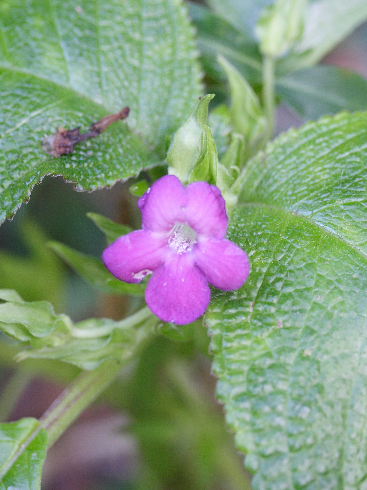 nautilocalyx_melittifolius2md