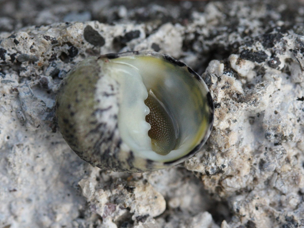 nerita_versicolor2md