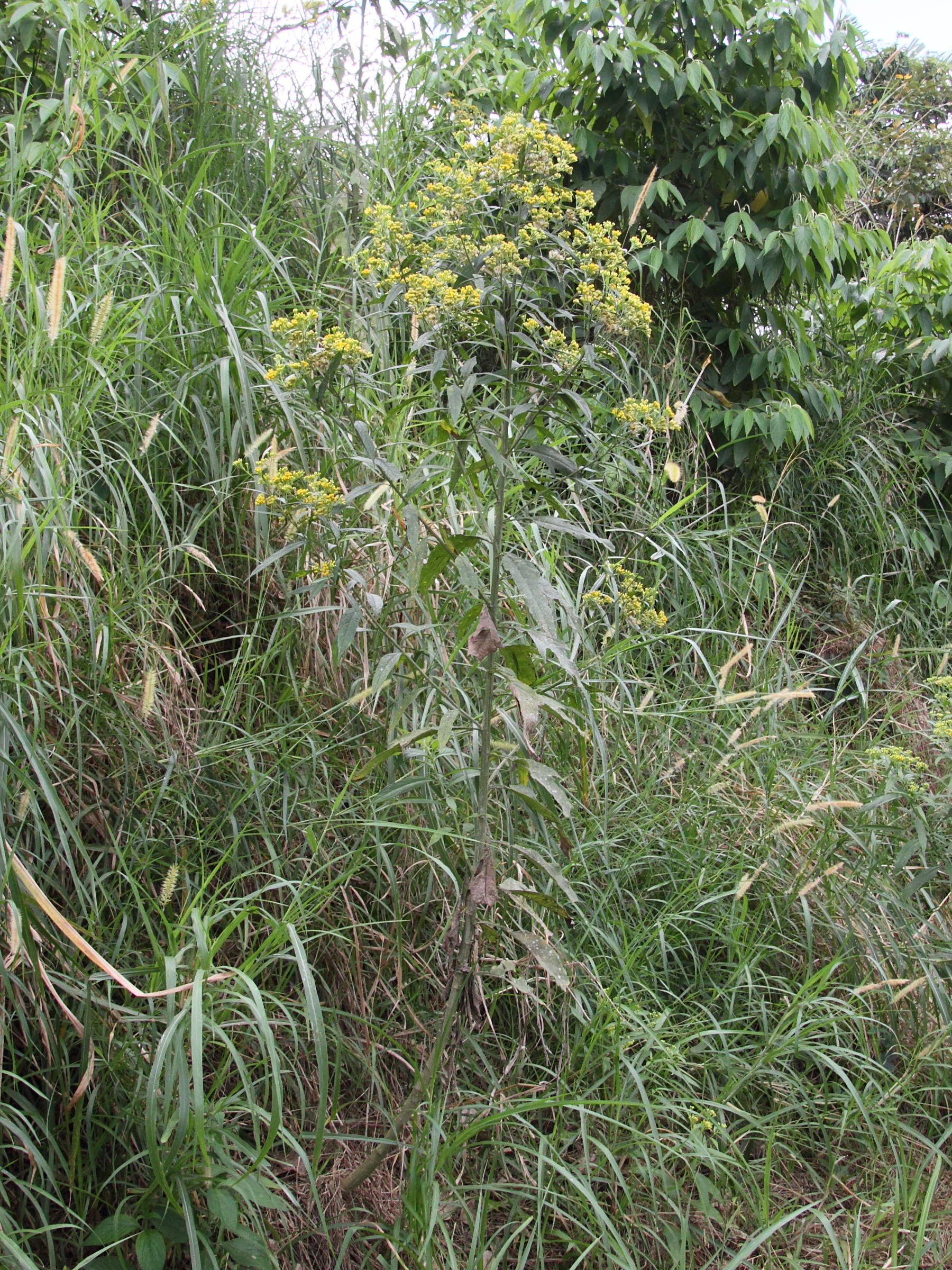 Afficher le média Neurlaena_lobata Neurlaena_lobata