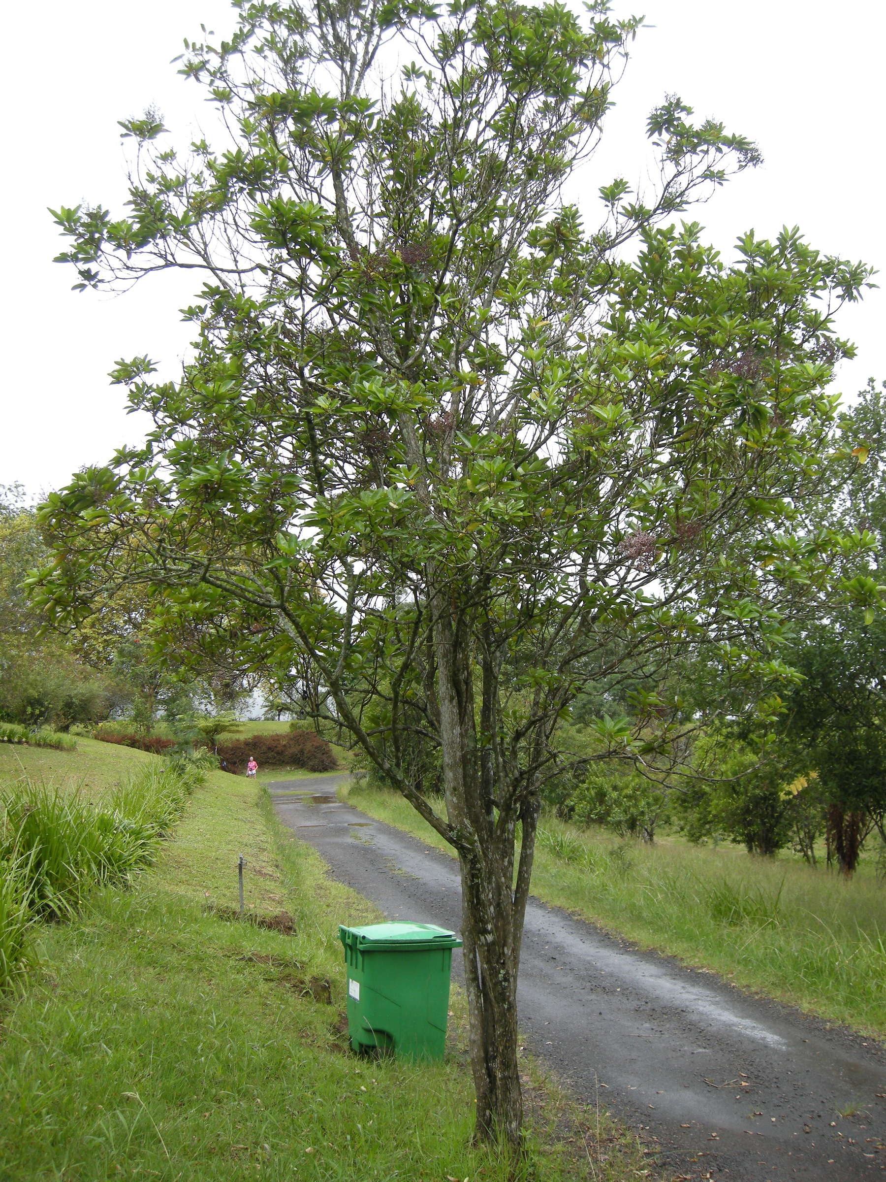 nuxia_verticillata4md