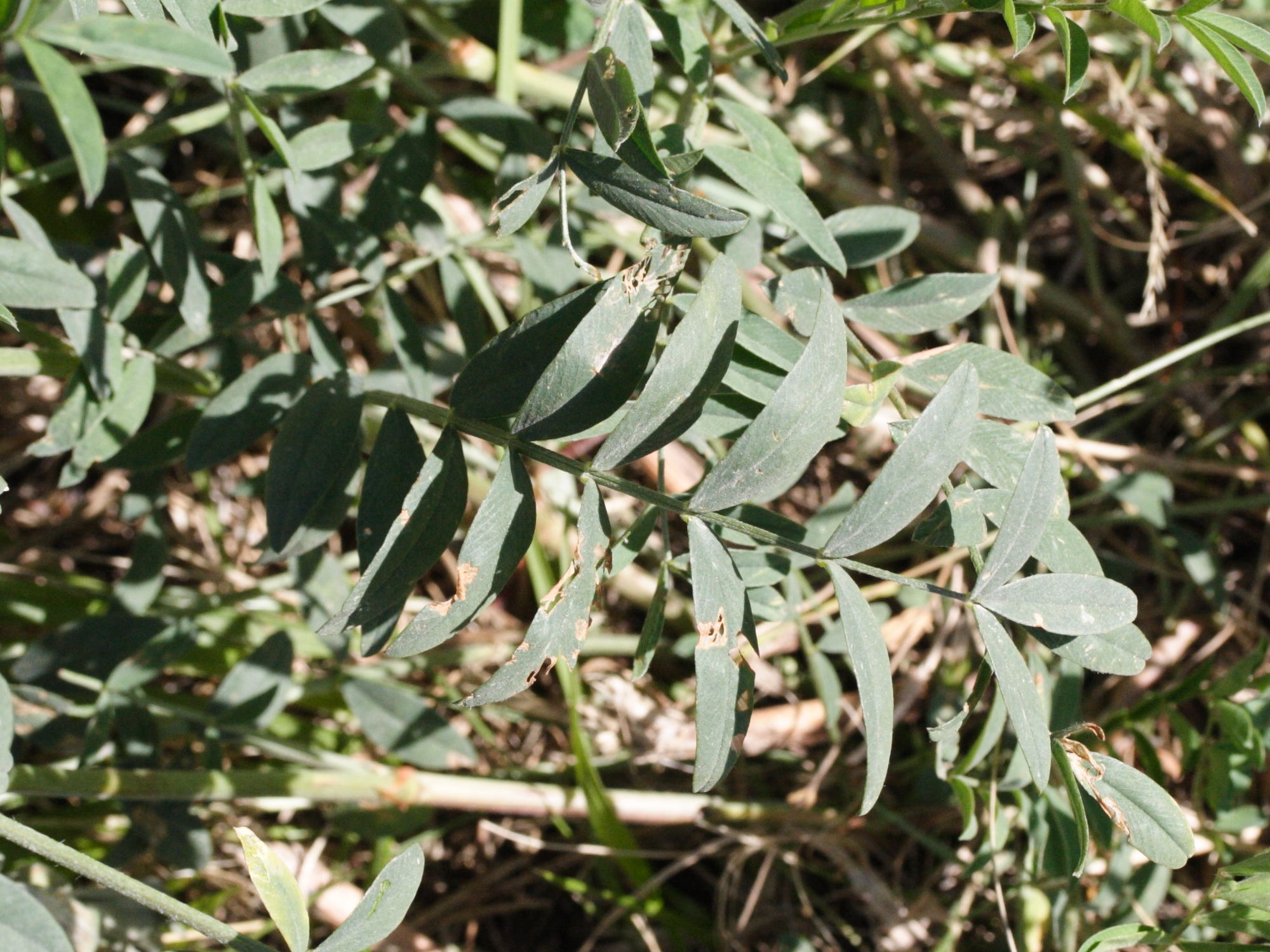 Afficher le média onobrychis_viciifolia4md onobrychis_viciifolia4md