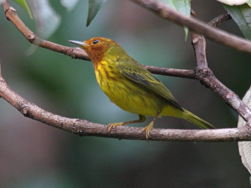 paruline_jaune_-_dendroica_petechia3bd