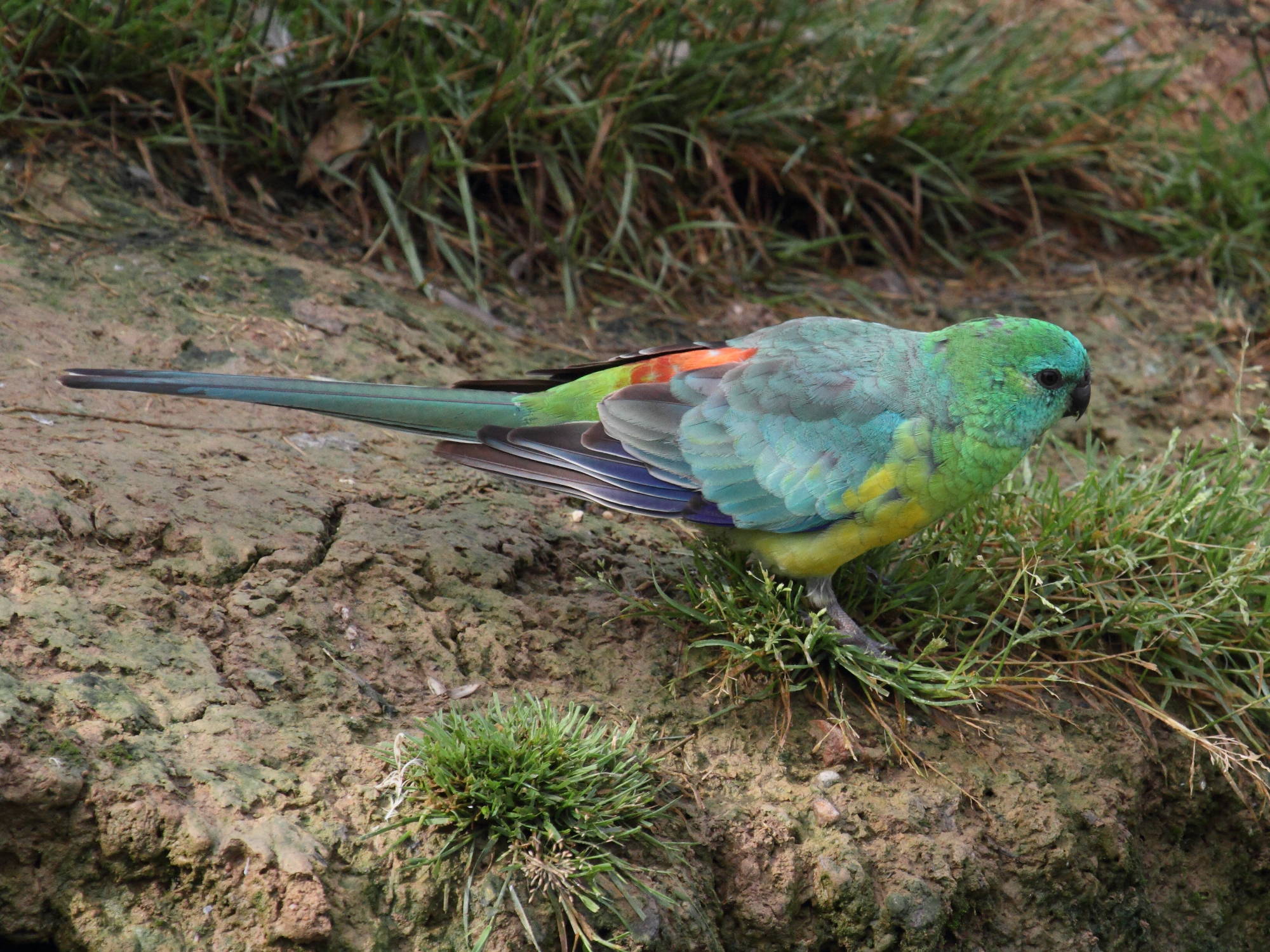 perruche_a_croupion_rouge_-_psephotus_haematonotus2bd