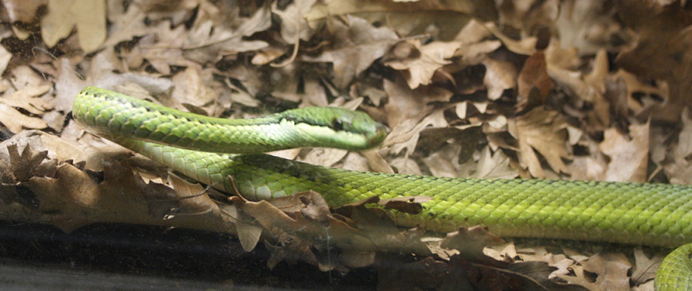 philodryas_baroni2md