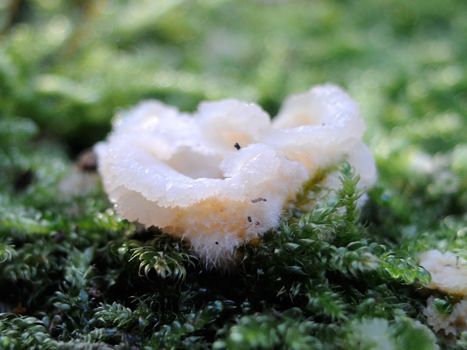 phlebia_tremellosa2md