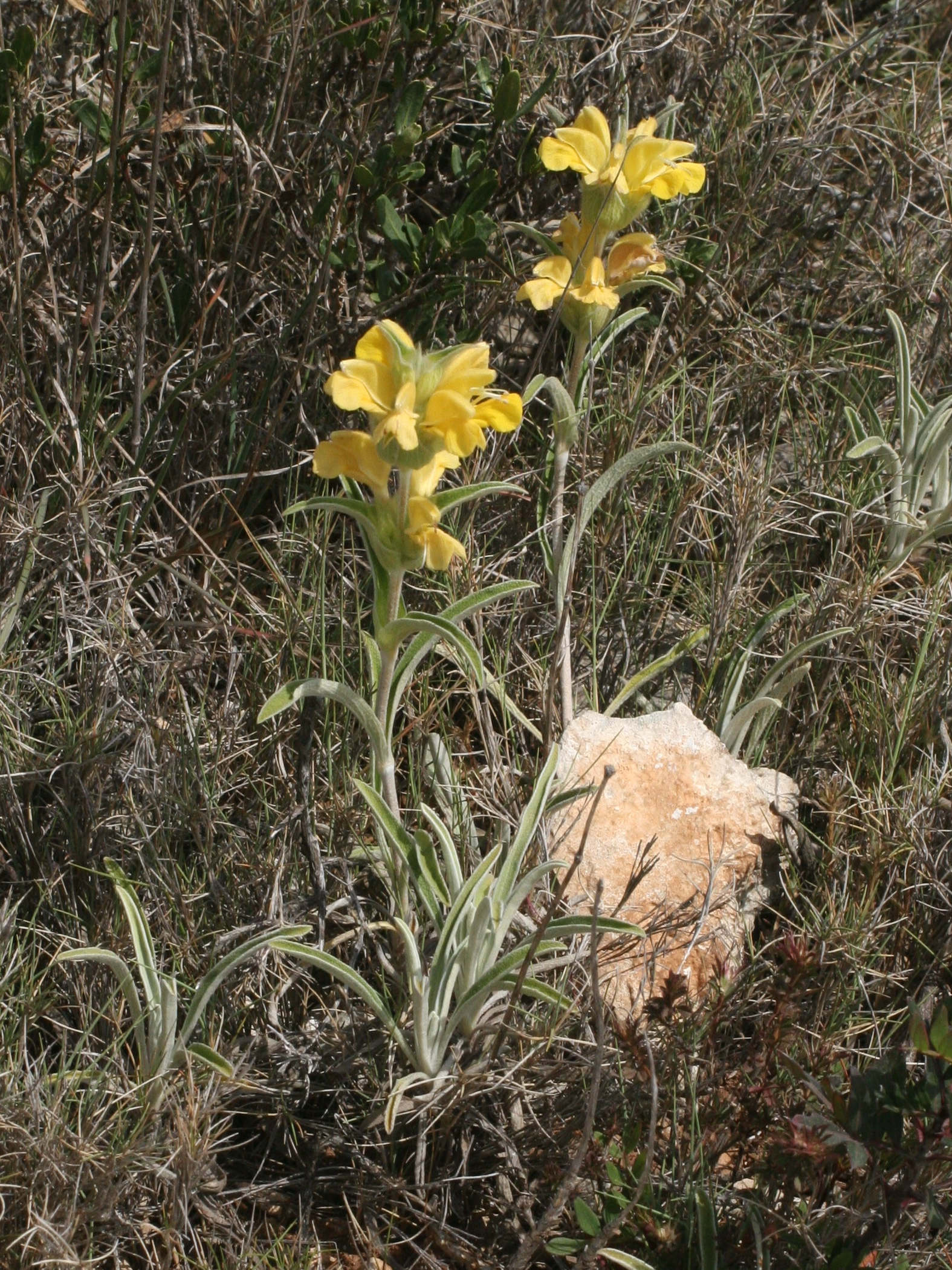 phlomis_lychnitis1md