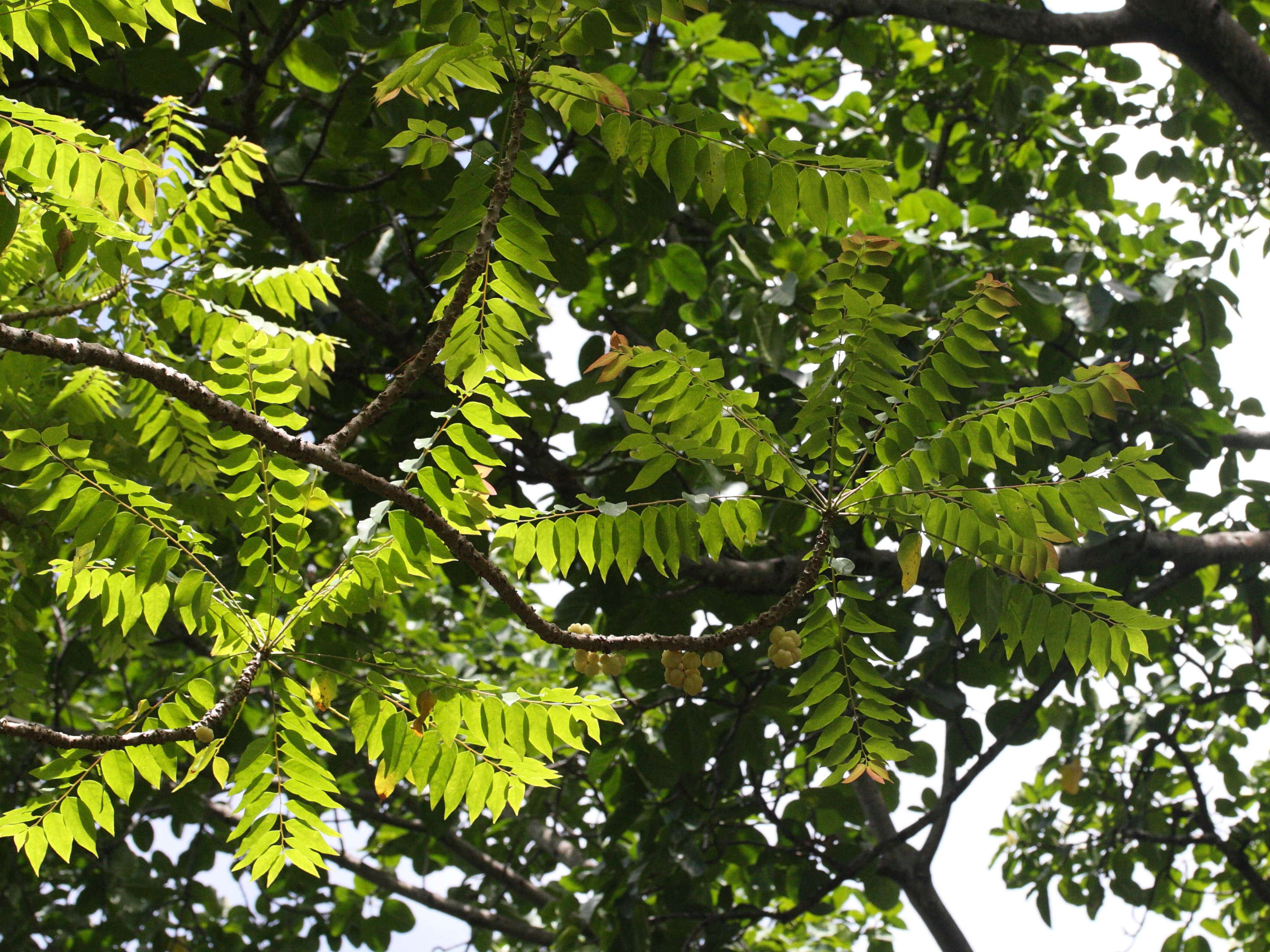 phyllanthus_acidus5md