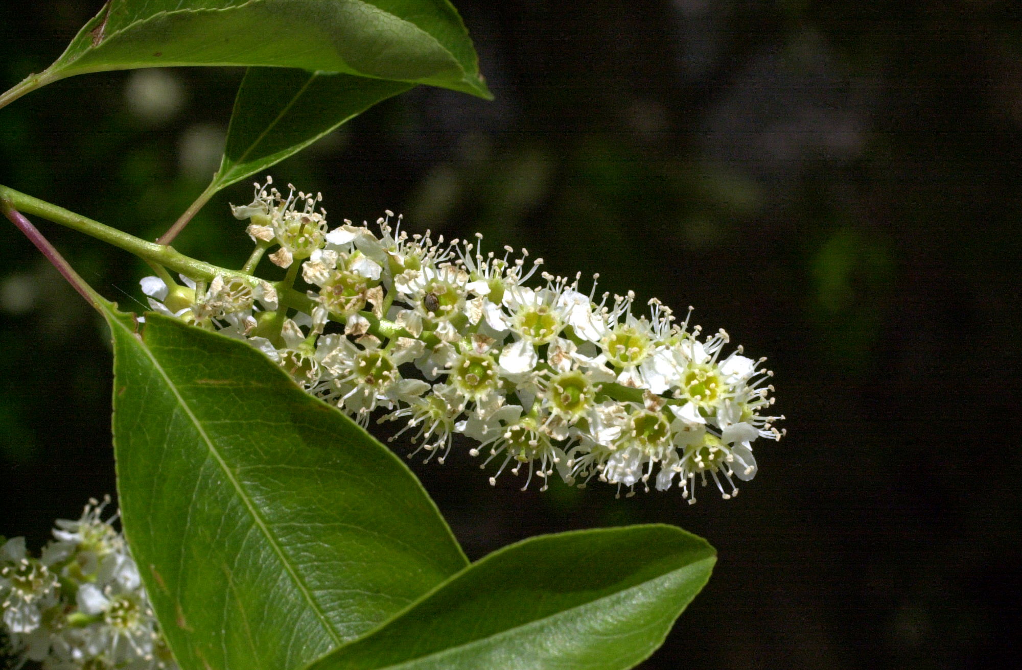 prunus_virginiana3md