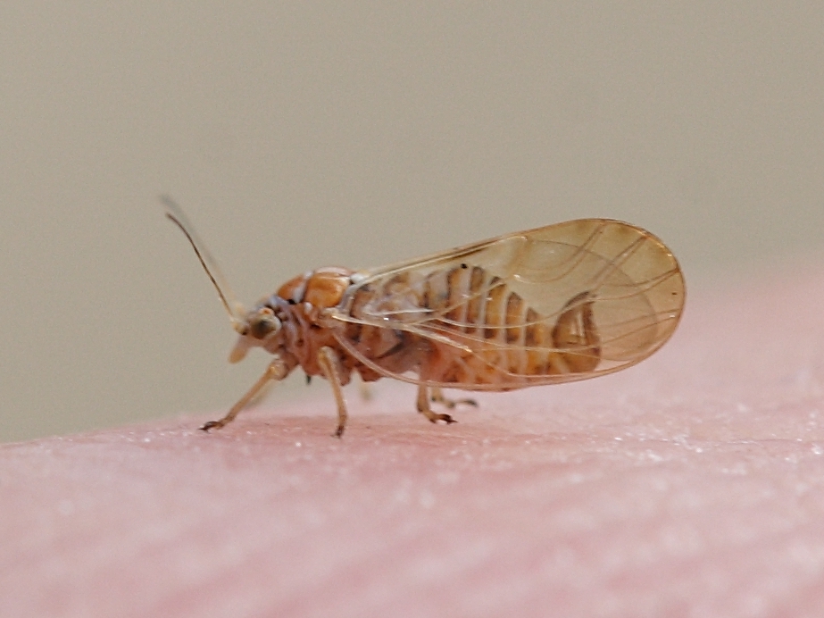 Psylla et genres voisins_sp