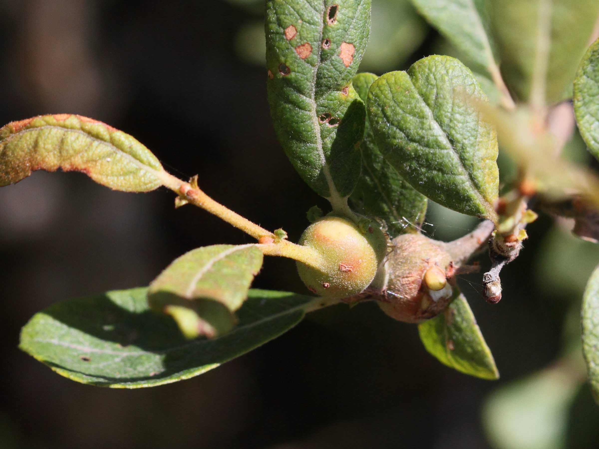 rabdophaga_salicis_galle1md