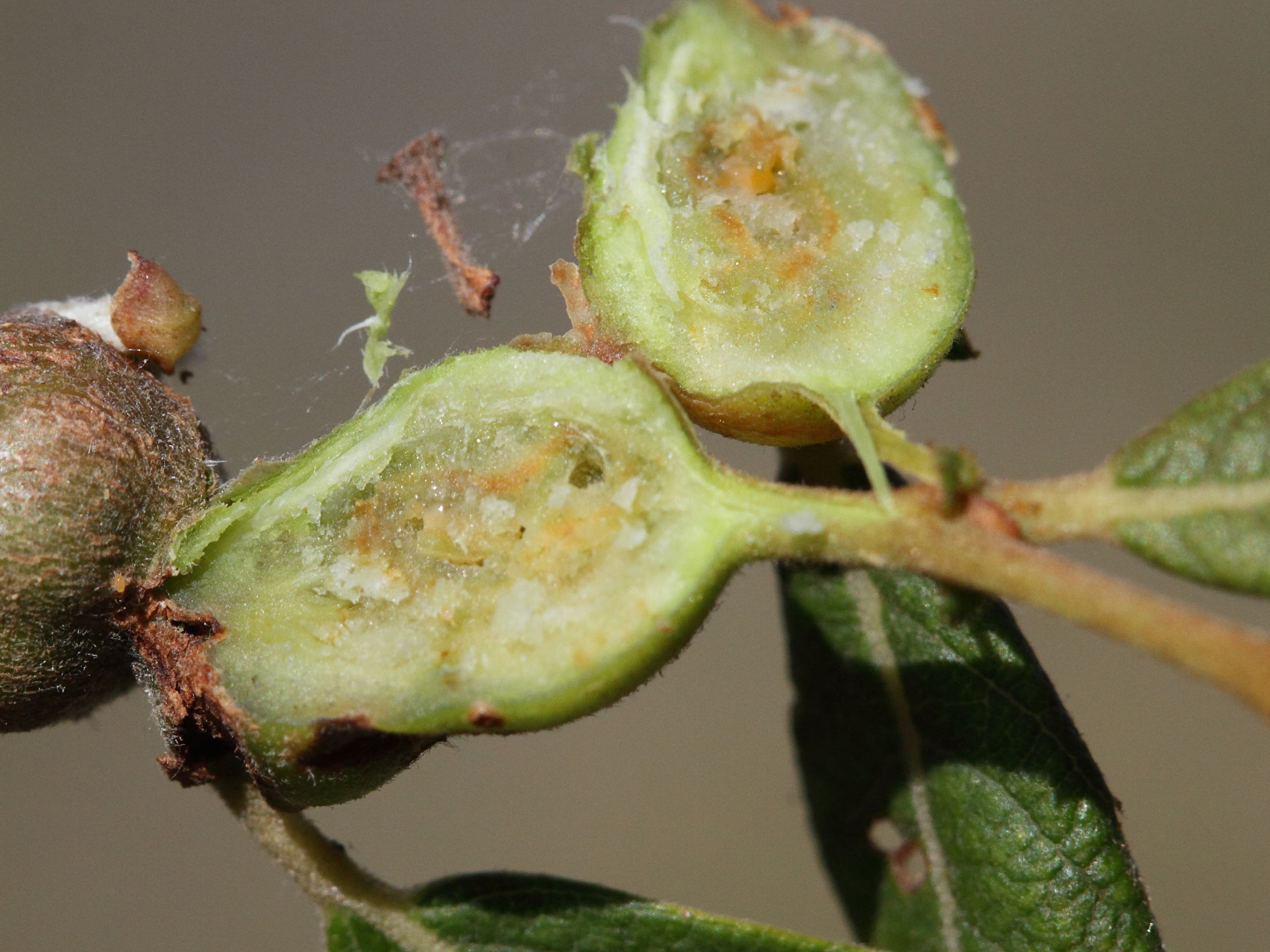 rabdophaga_salicis_galle2md