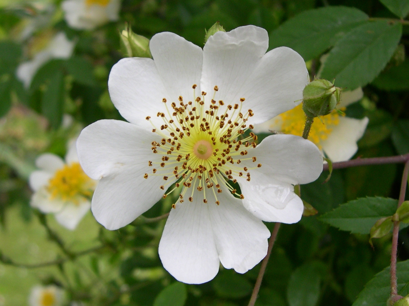 rosa_arvensis2md